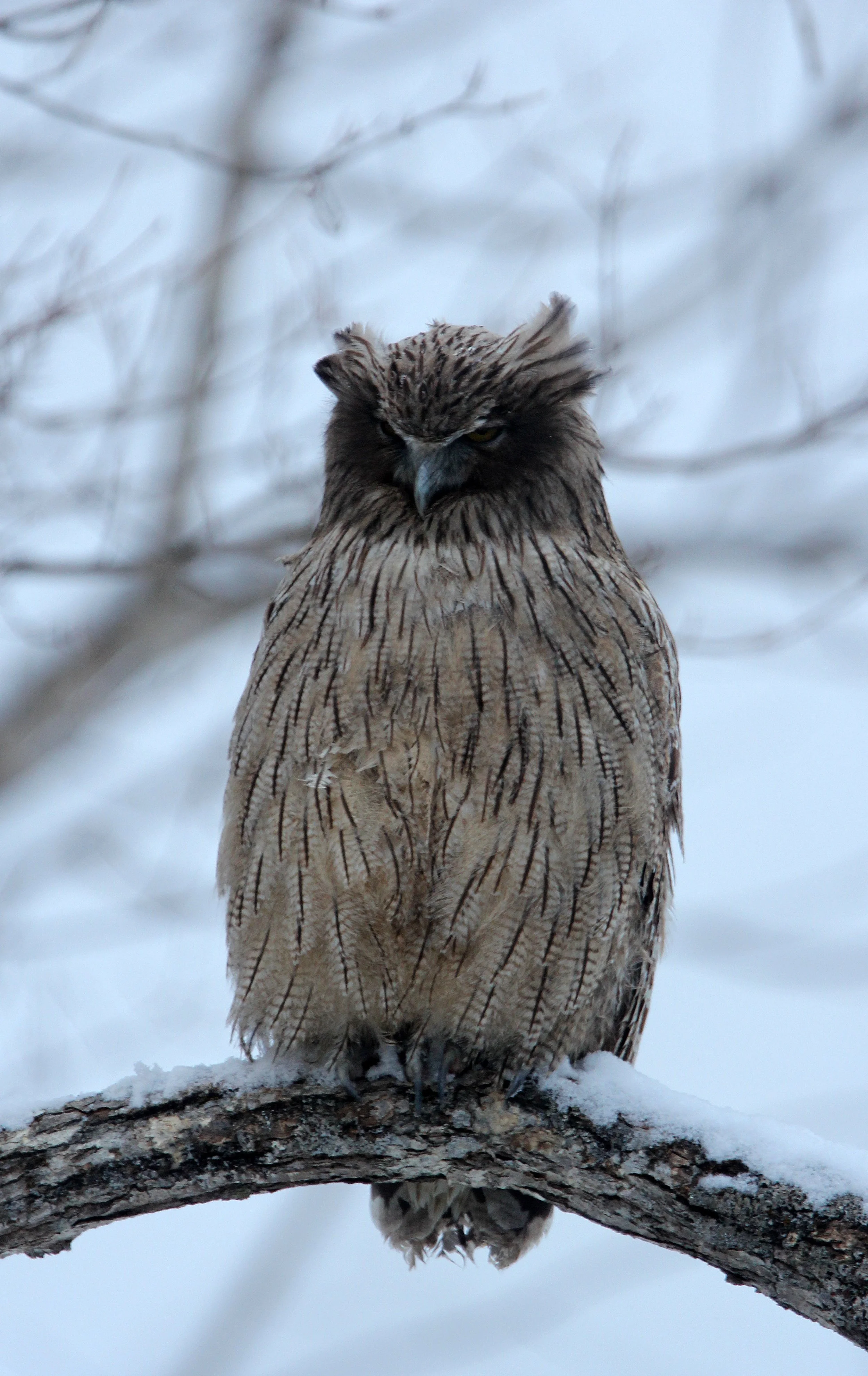 Bubo blakistoni - BLAKISTON'S FISH OWL - YOROUSHI ONSEN, DAIICHI SPA - HOKKAIDO JAPAN (61).JPG
