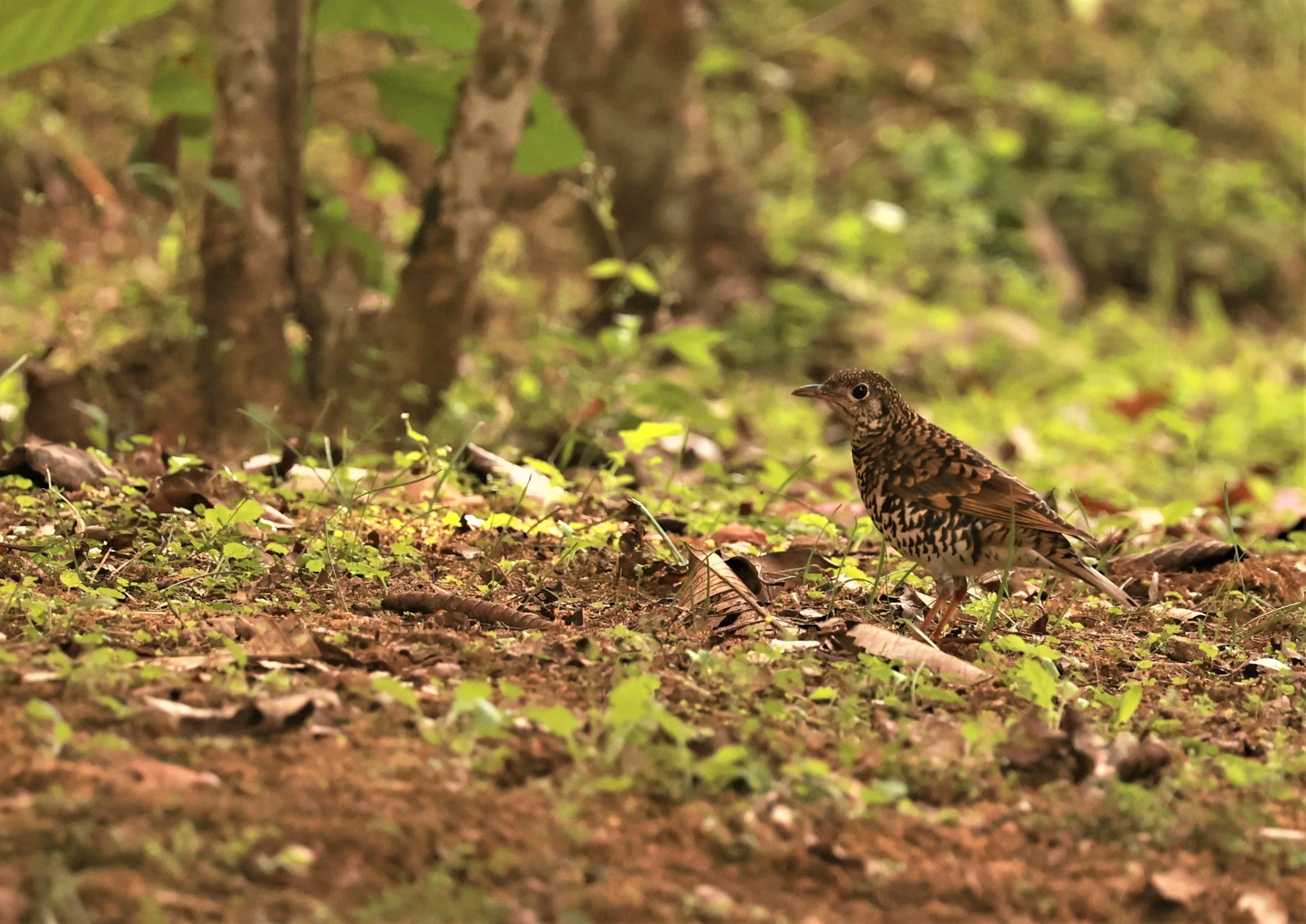 Scaly Thrush (Zoothera dauma) Doi Ang Kang Chiang Mai (61).jpg