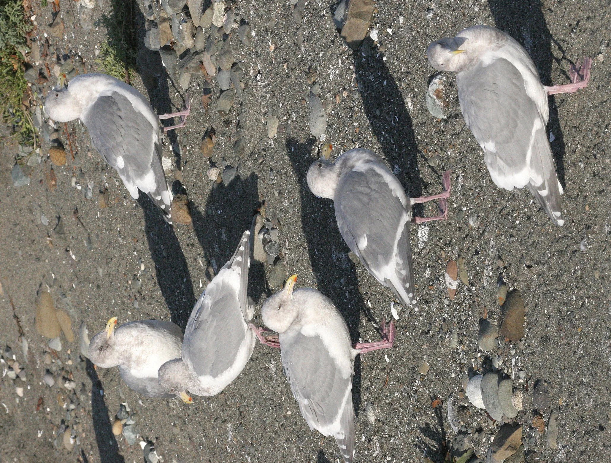 BIRD - GULL - GLAUCOUS WINGED.jpg