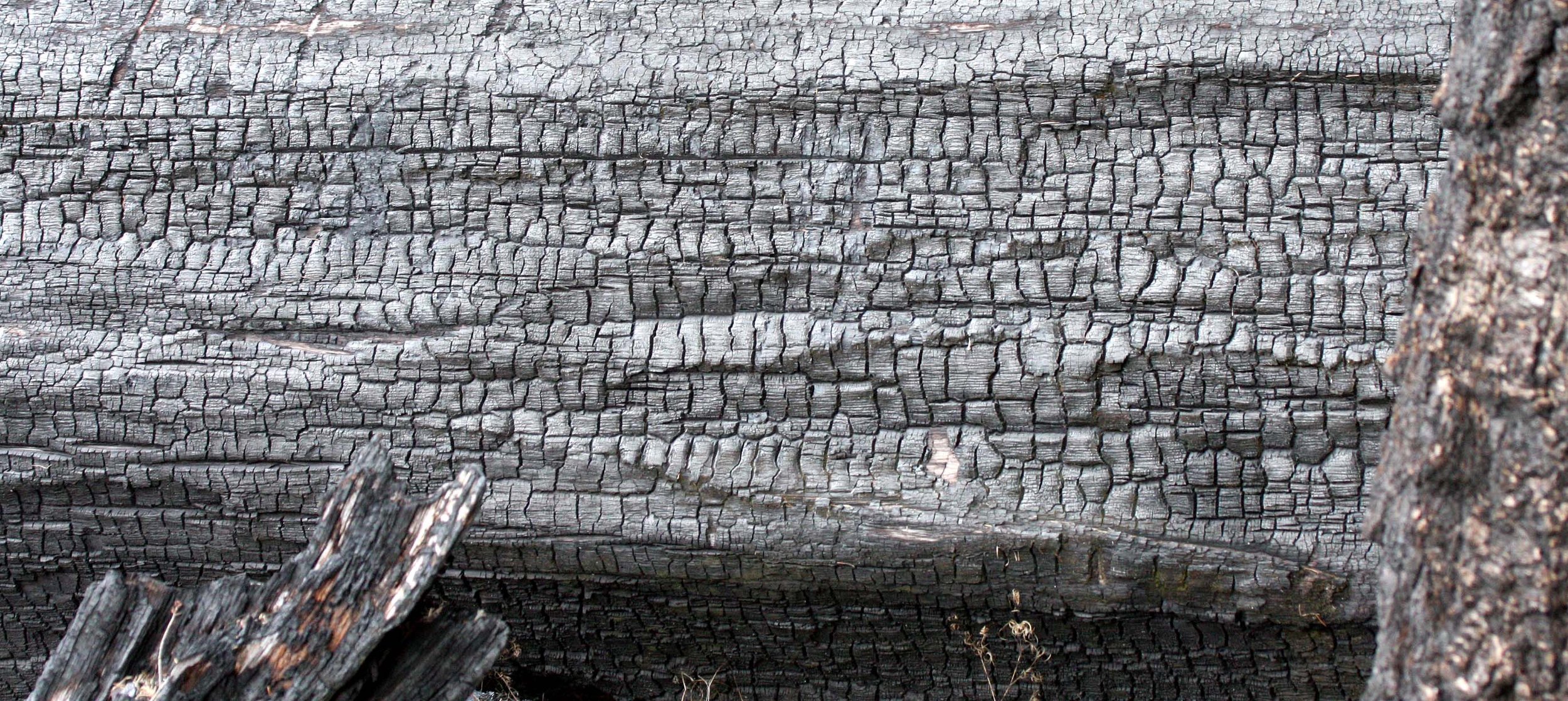 ELWHA VALLEY - KROUSE'S BOTTOM - FIRE SCARS ON DOUGLAS FIR.JPG