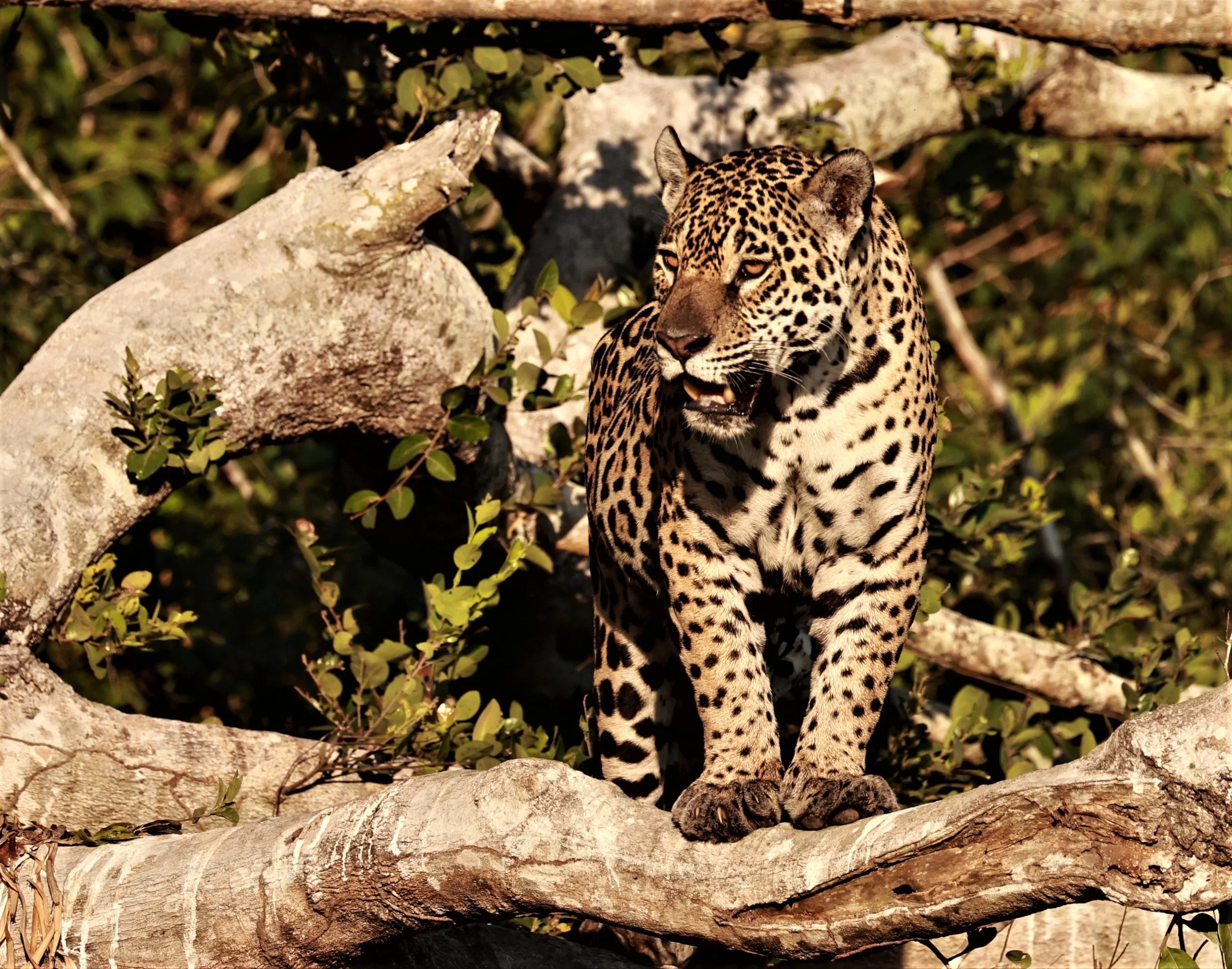Panthera onca - Jaguar - Pantanal, Encontro das Águas State Park, Porto Jofre, Cuiaba River, Brazil day 3 (64).JPG