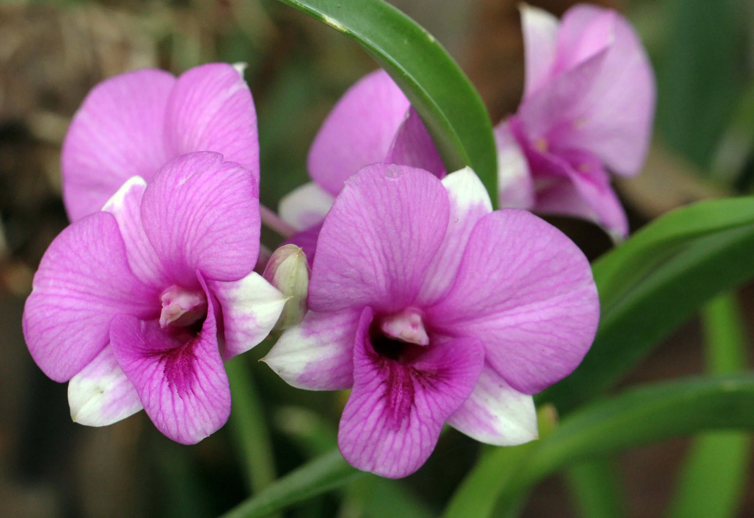 2013 Ayutthaya ISB Passion Day (118).JPG