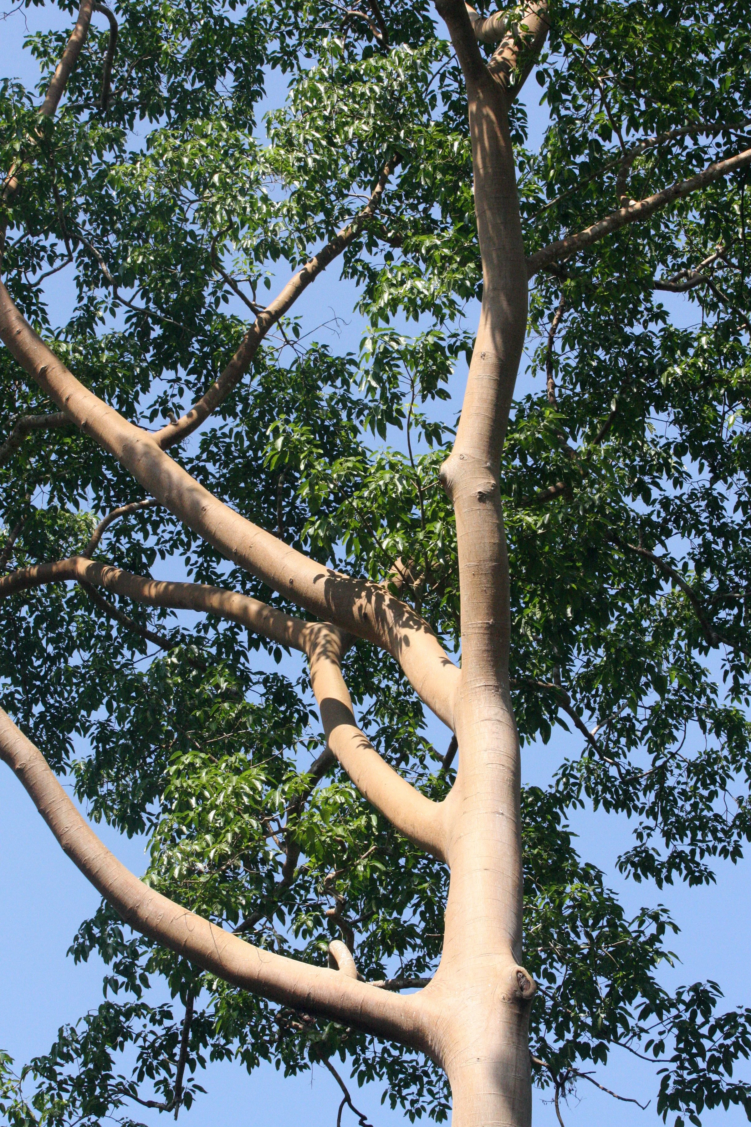 KAENG KRACHAN NATIONAL PARK THAILAND - FOREST SCENES (2).JPG
