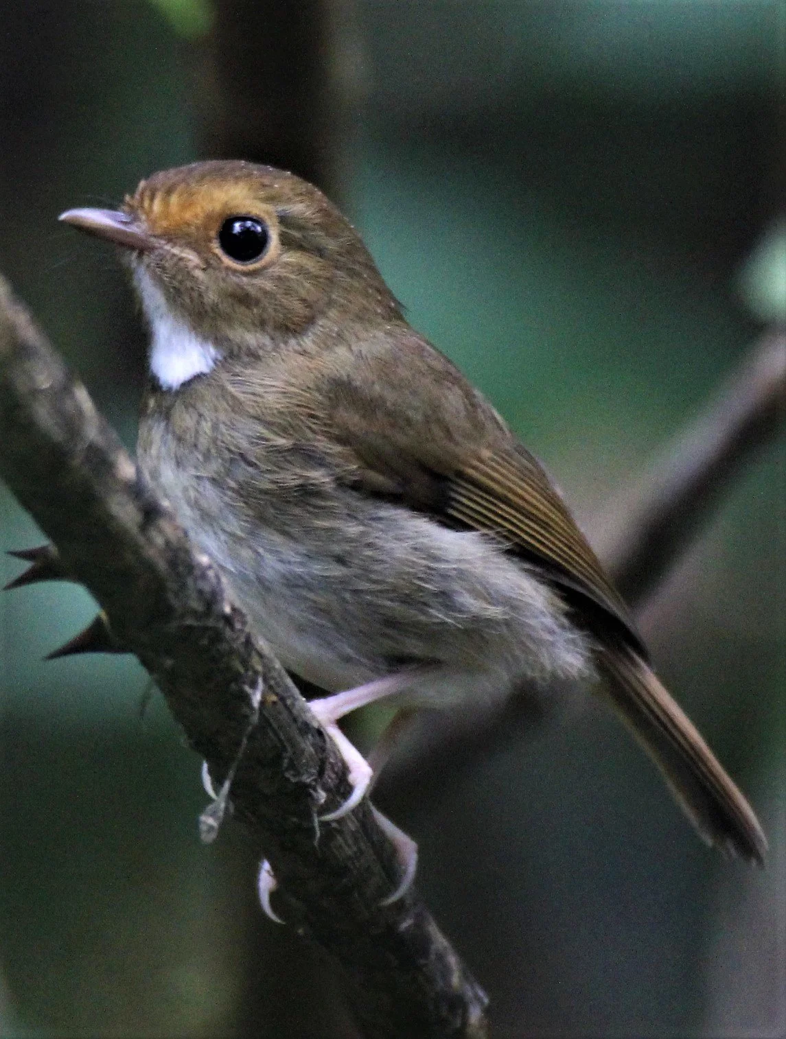 FLYCATCHER - RUFOUS-BROWED FLYCATCHER - Anthipes solitaris - CHONG YEN CAMPSITE MAE WONG NP (1).jpg