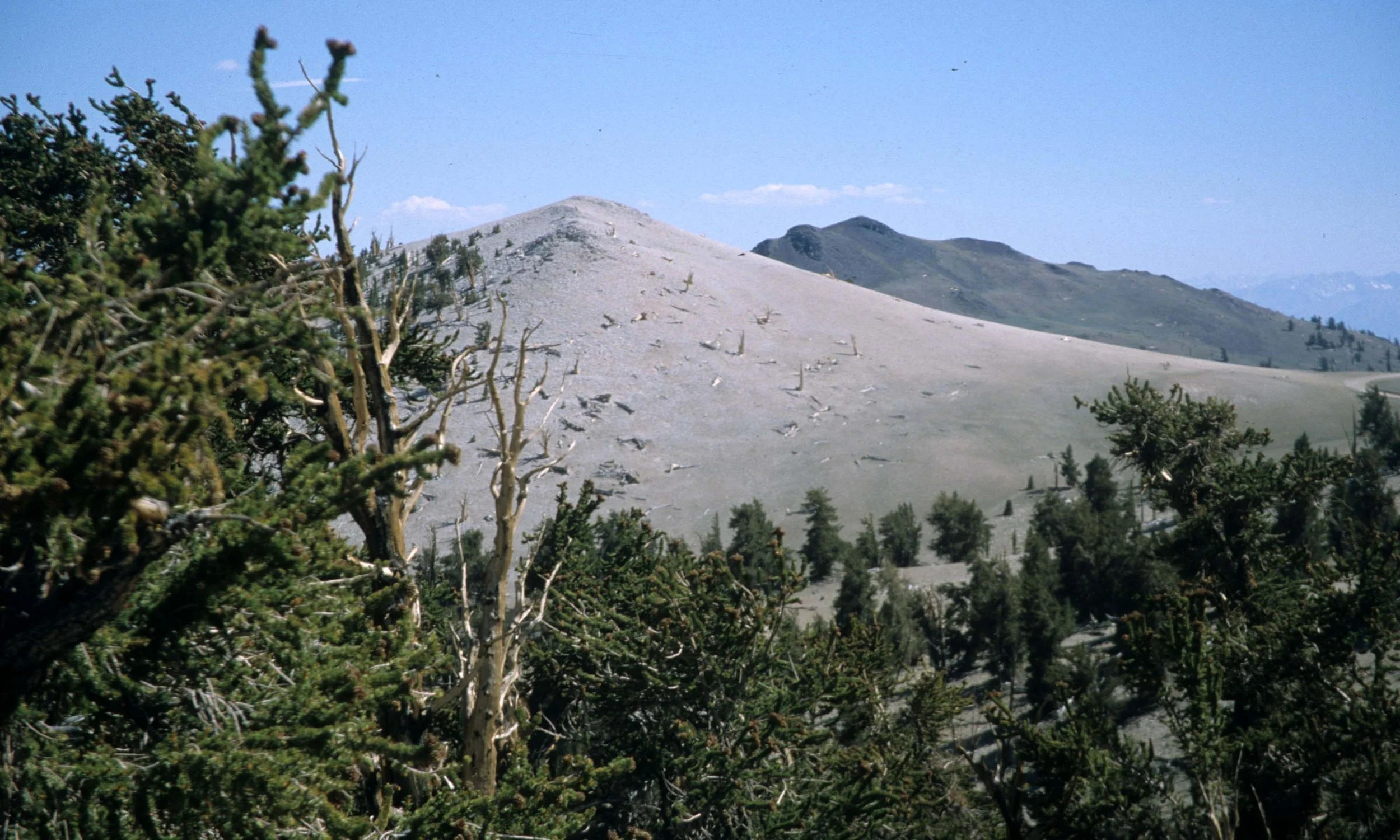 CALIFORNIA - WHITE MOUNTAINS - PINUS SPECIES - BRISTLECONE PINE.jpg