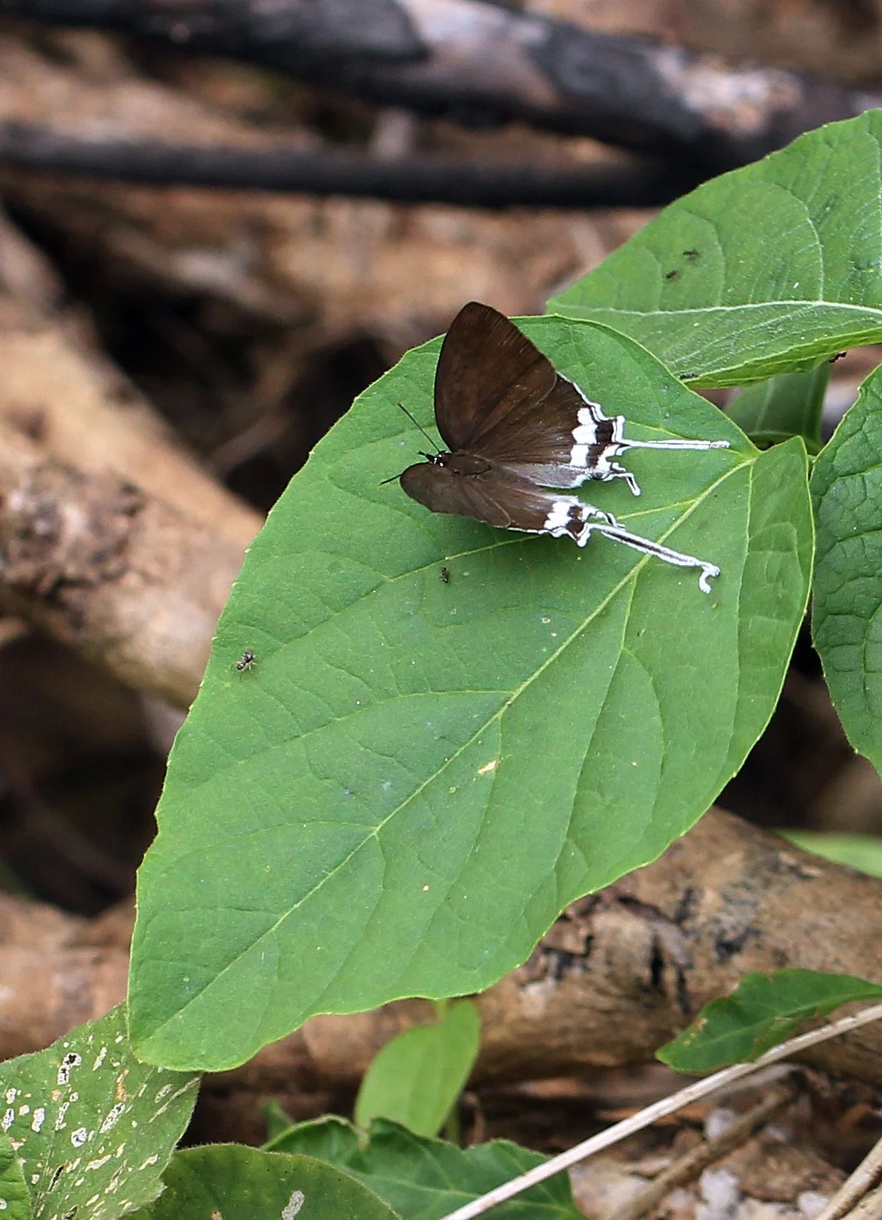 2015 Koh Lanta Summer Misc Images (926).JPG