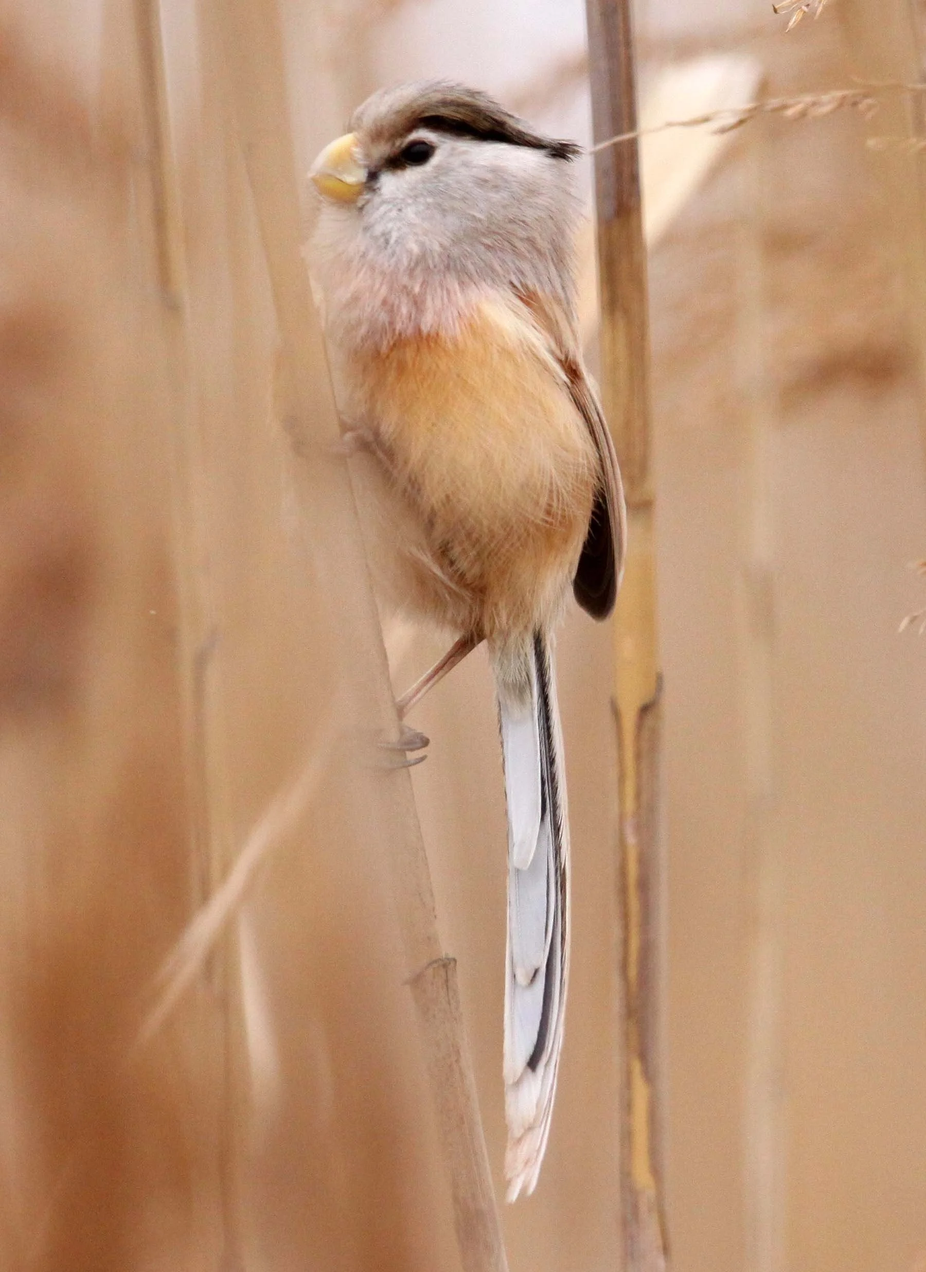 BIRD - PARROTBILL - REED PARROTBILL - YANCHENG CHINA (40).JPG