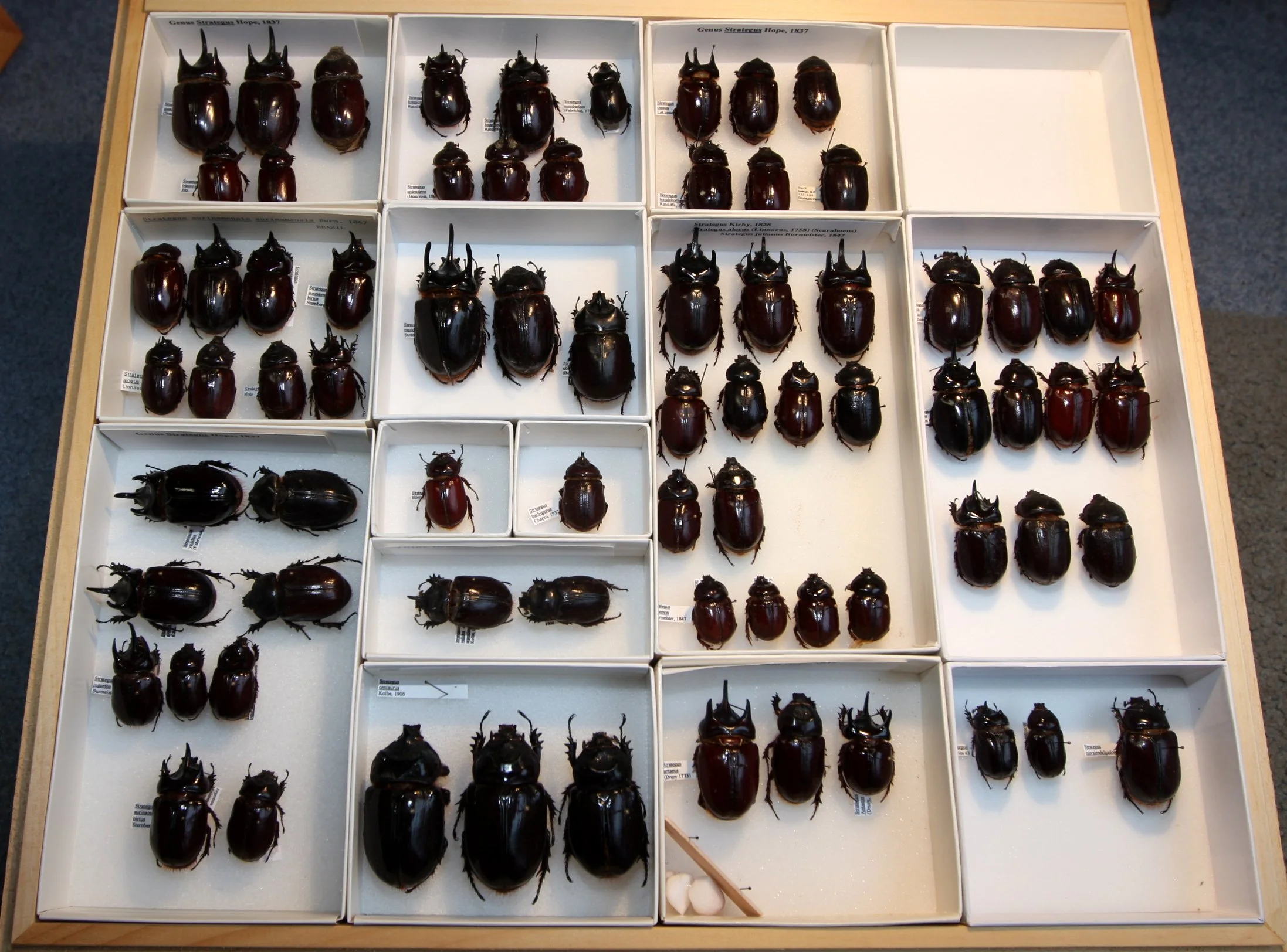 Dynastinae  Strategus species.JPG