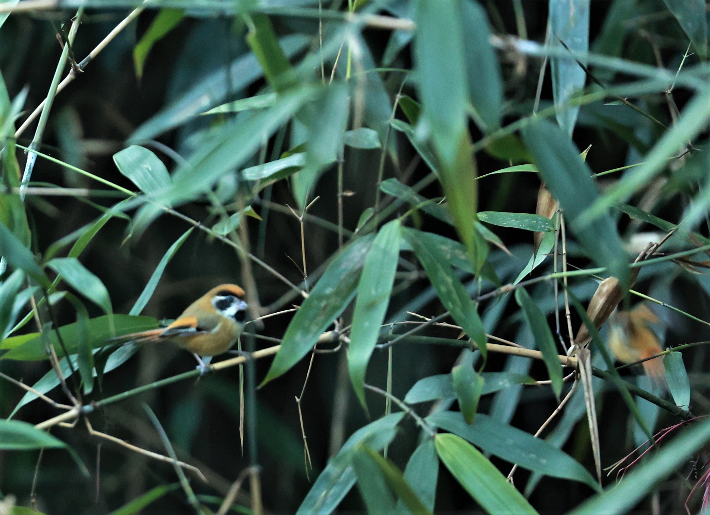 PARROTBILL - BLACK-THROATED PARROTBILL - Suthora nipalensis - Phu Luang Wildlife Reserve Loei Province (15).jpg