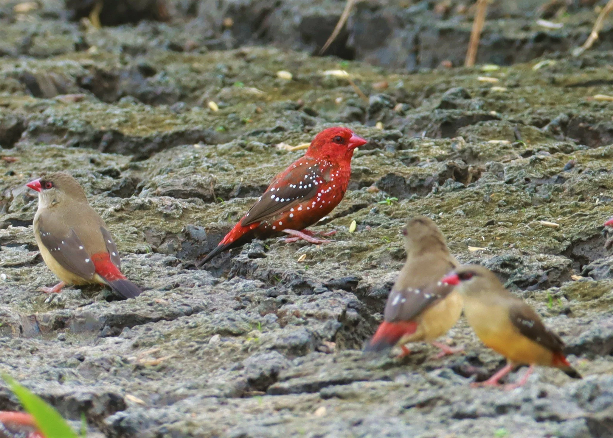 RED AVADAVAT - Amandava amandava - LAT KRABANG THAP YAO RICEFIELDS August 25, 2021 (20).jpg