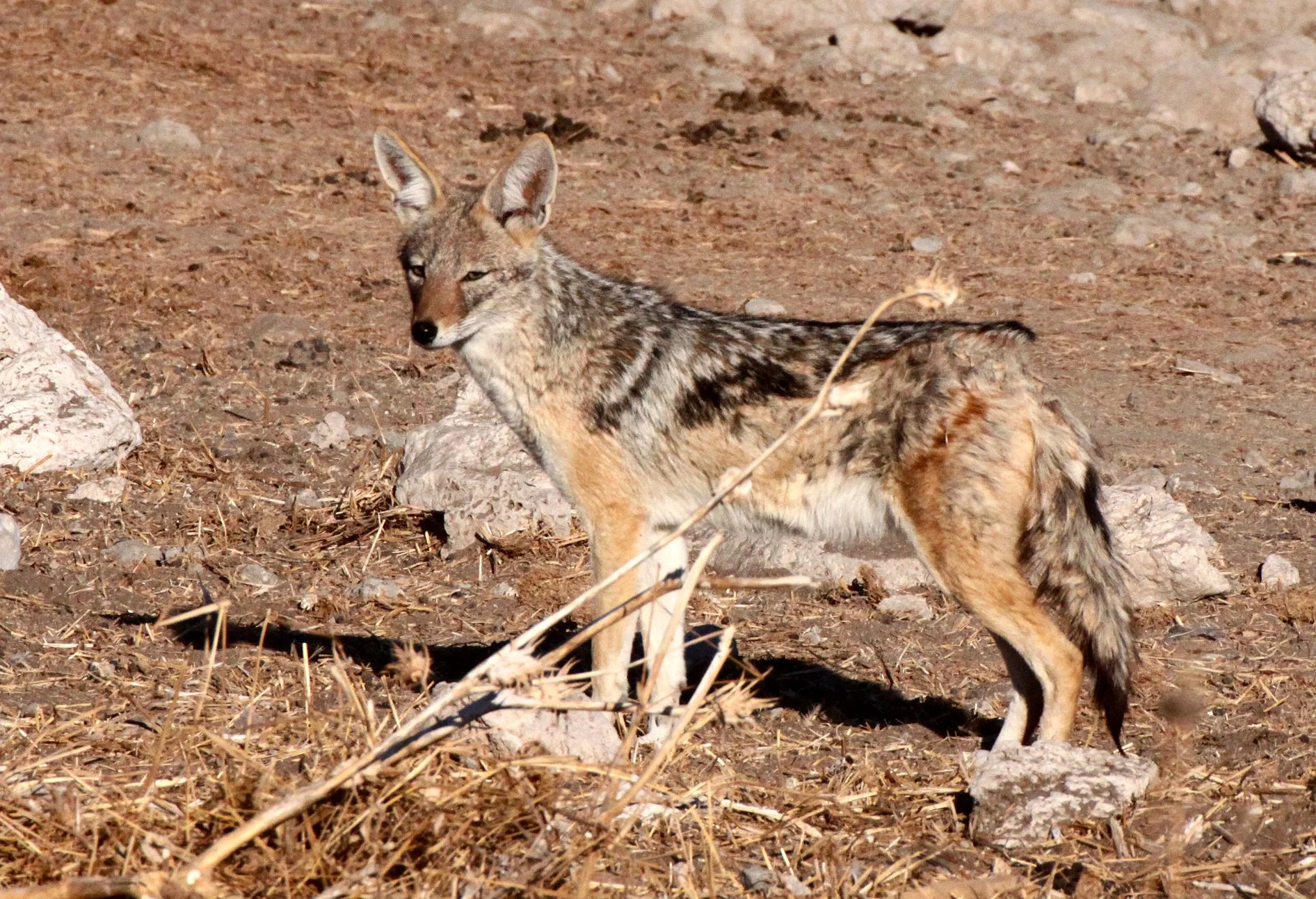 JACKAL - Lupulella mesomelas mesomelas - CAPE BLACK-BACKED JACKAL - ETOSHA NATIONAL PARK NAMIBIA (7).JPG