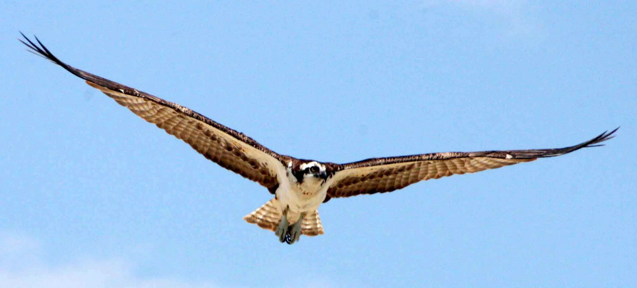 Pandion haliaetus - OSPREY - SAN IGNACIO LAGOON BAJA MEXICO (194).JPG