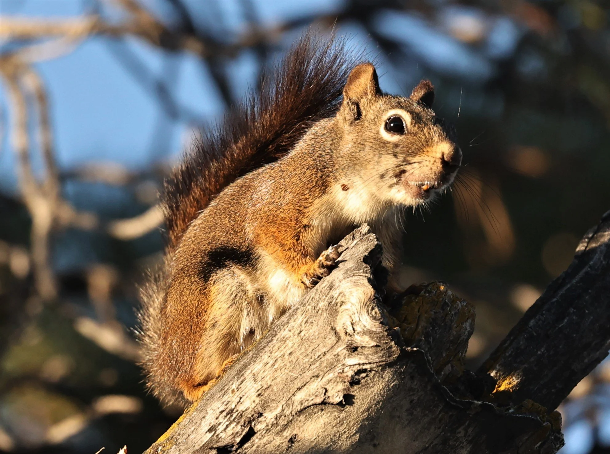 Tamiasciurus hudsonicus ventorum - AMERICAN RED SQUIRREL - CRATERS OF THE MOON NATIONAL PARK IDAHO 2022 (1).jpg