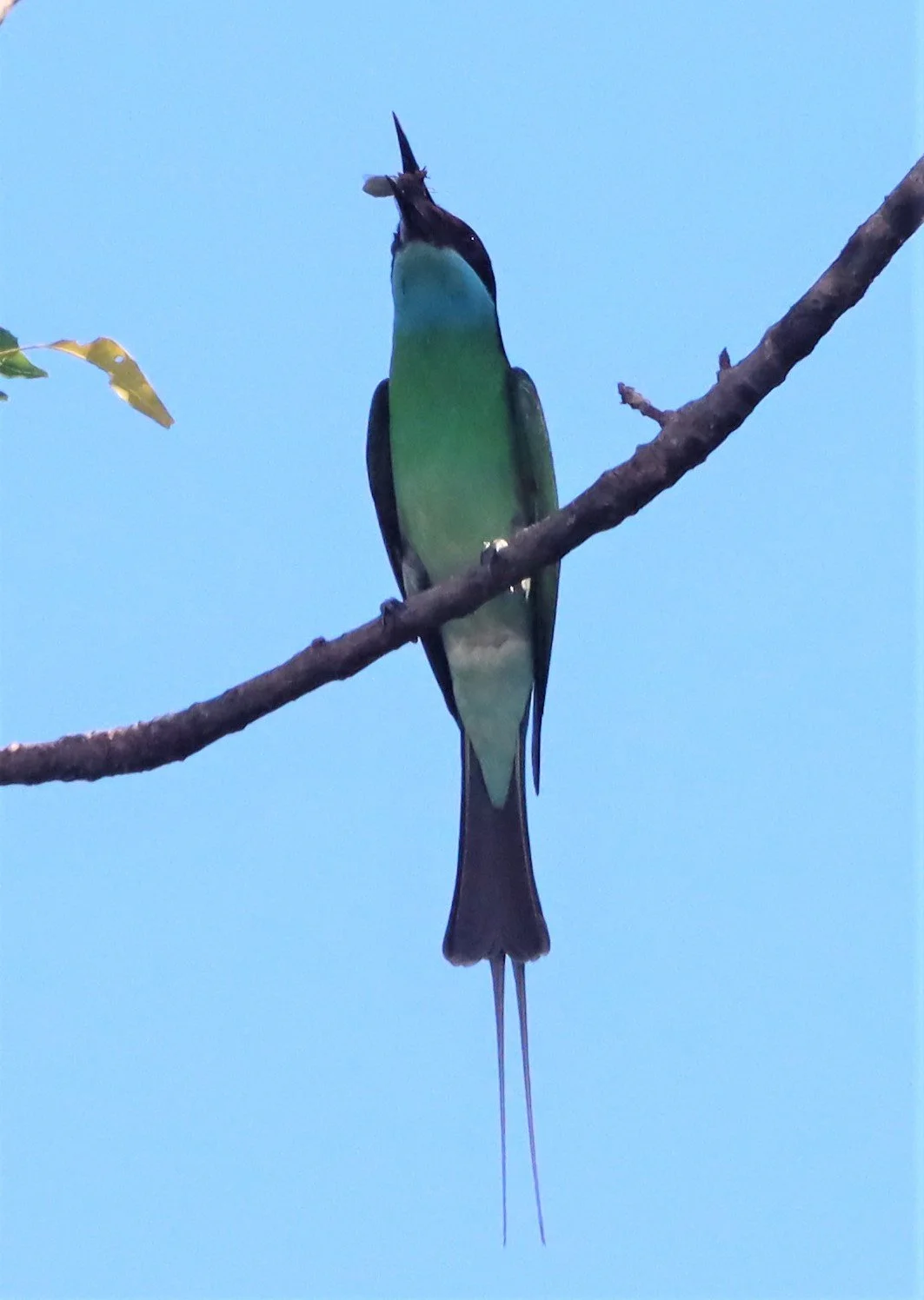 BEE-EATER - BLUE-THROATED BEE-EATER - Merops viridis - Khao Mai Kaeo, Bang Lamung District, Chon Buri (4).jpg