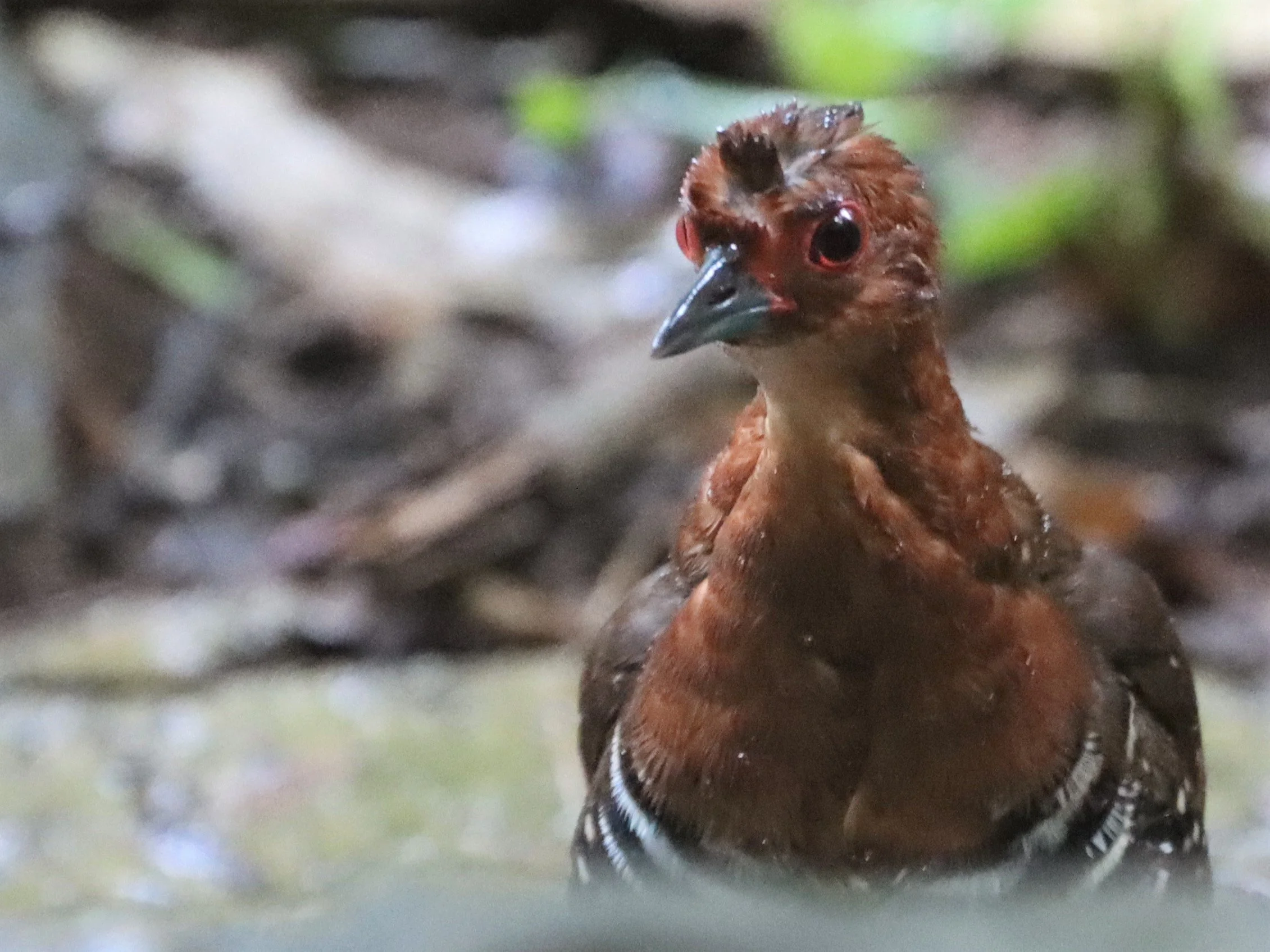 Red-legged Crake (Rallina fasciata) Neung Hide nr Kaeng Krachan NP Thailand (48).jpg