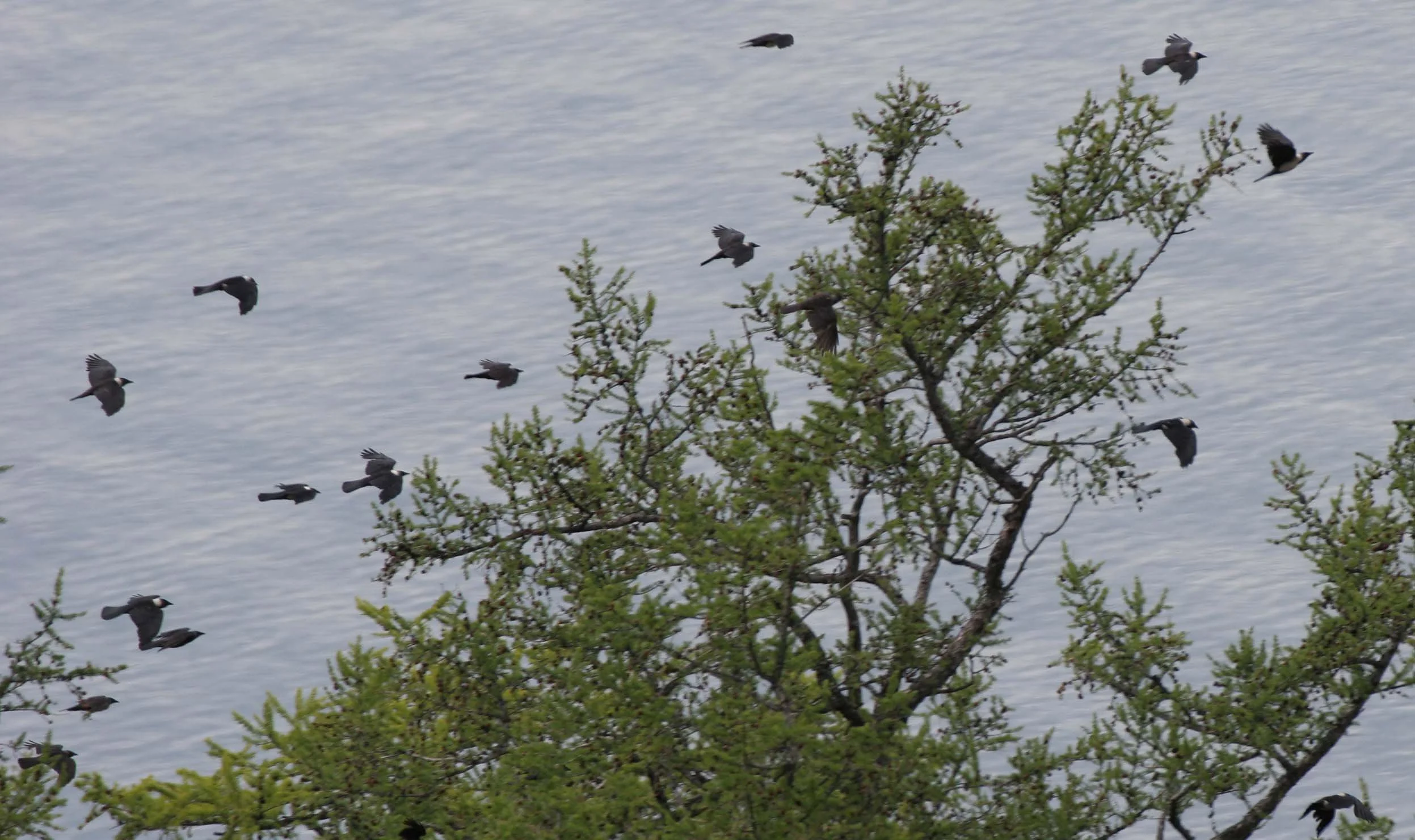 BIRD - JACKDAW - DAURIAN RACE - LAKE BAIKAL RUSSIA.jpg
