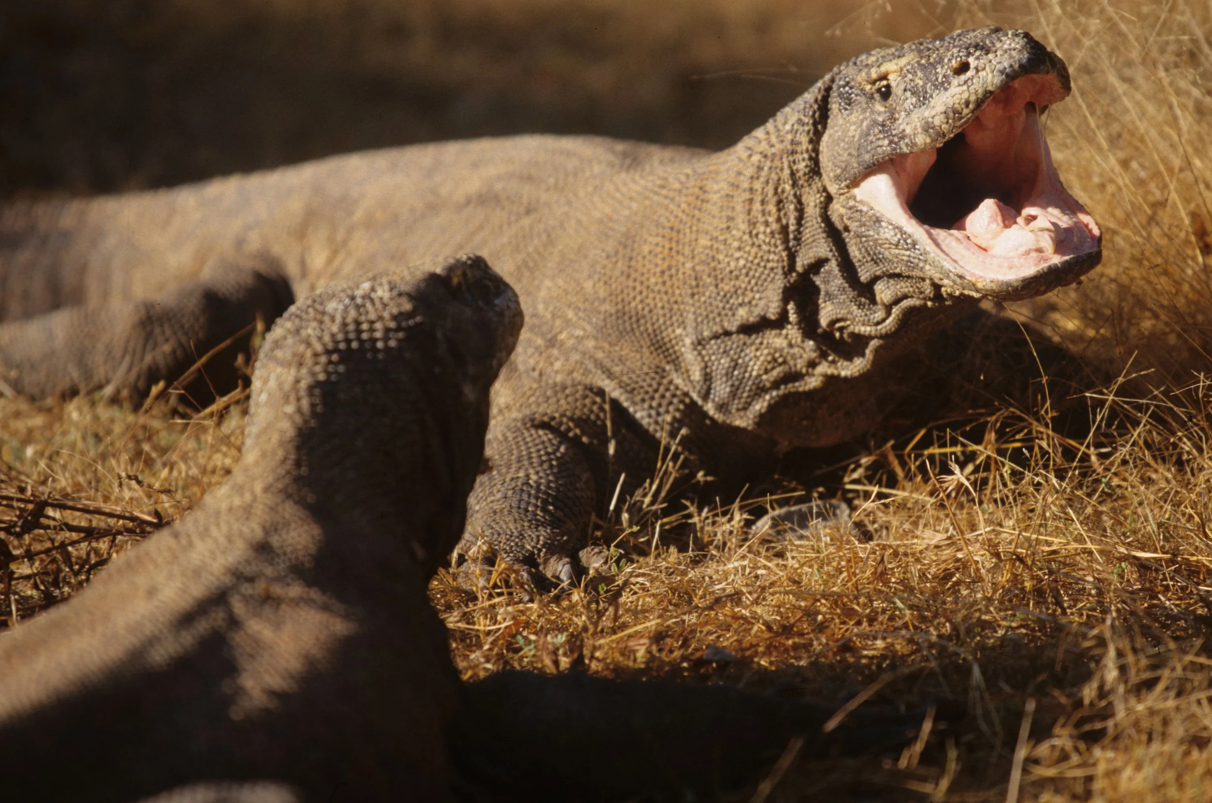 REPTILE - MONITOR LIZARD - KOMODO - DRAGON (4).jpg