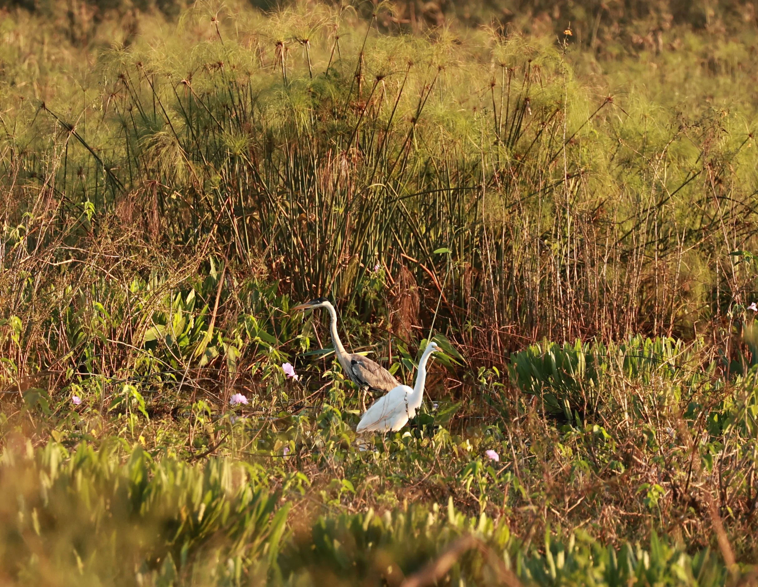 Heron - Cocoi Heron - Ardea cocoi - Great Egret - Porto Alegre Lodge, Pantanal (3).jpg