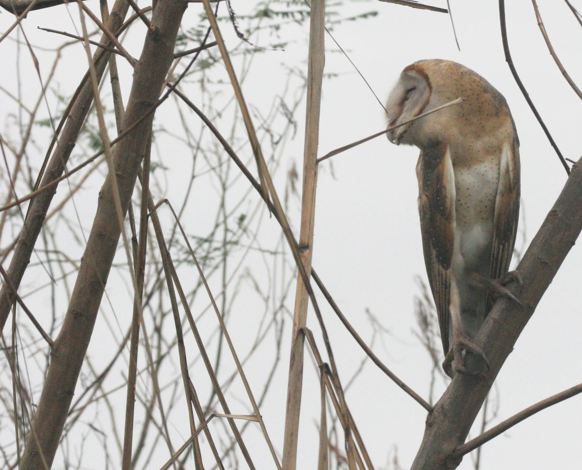 Tyto alba - BARN OWL - BUENG BORAPHET THAILAND (22).JPG
