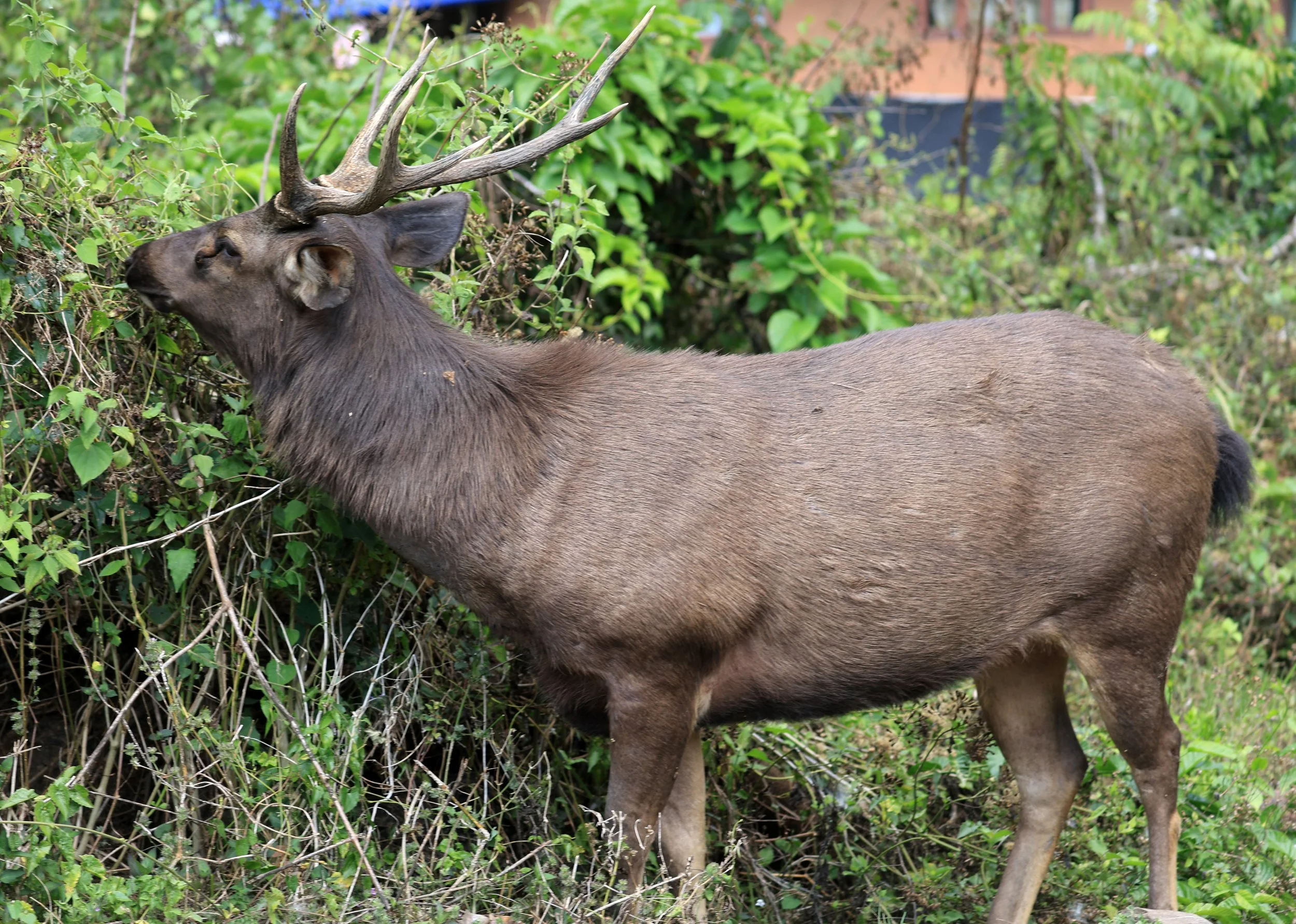 Indochinese Sambar (Rusa unicolor cambojensis) Khao Yai National Park Feb 2026 Day 2 (25).jpg