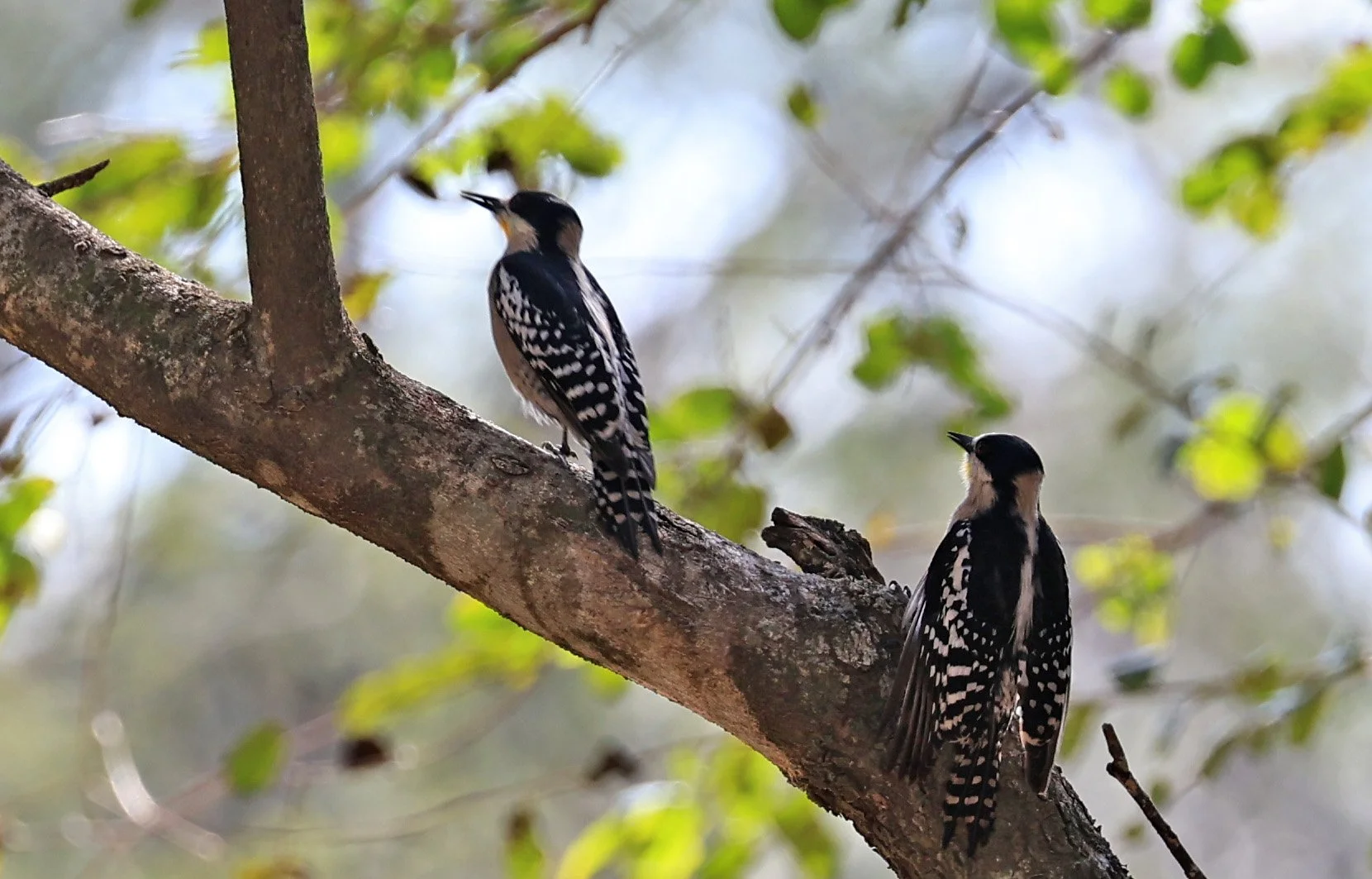 White-fronted Woodpecker (Melanerpes cactorum) Hotel Campestre Iparoma Paraguay (19).jpg