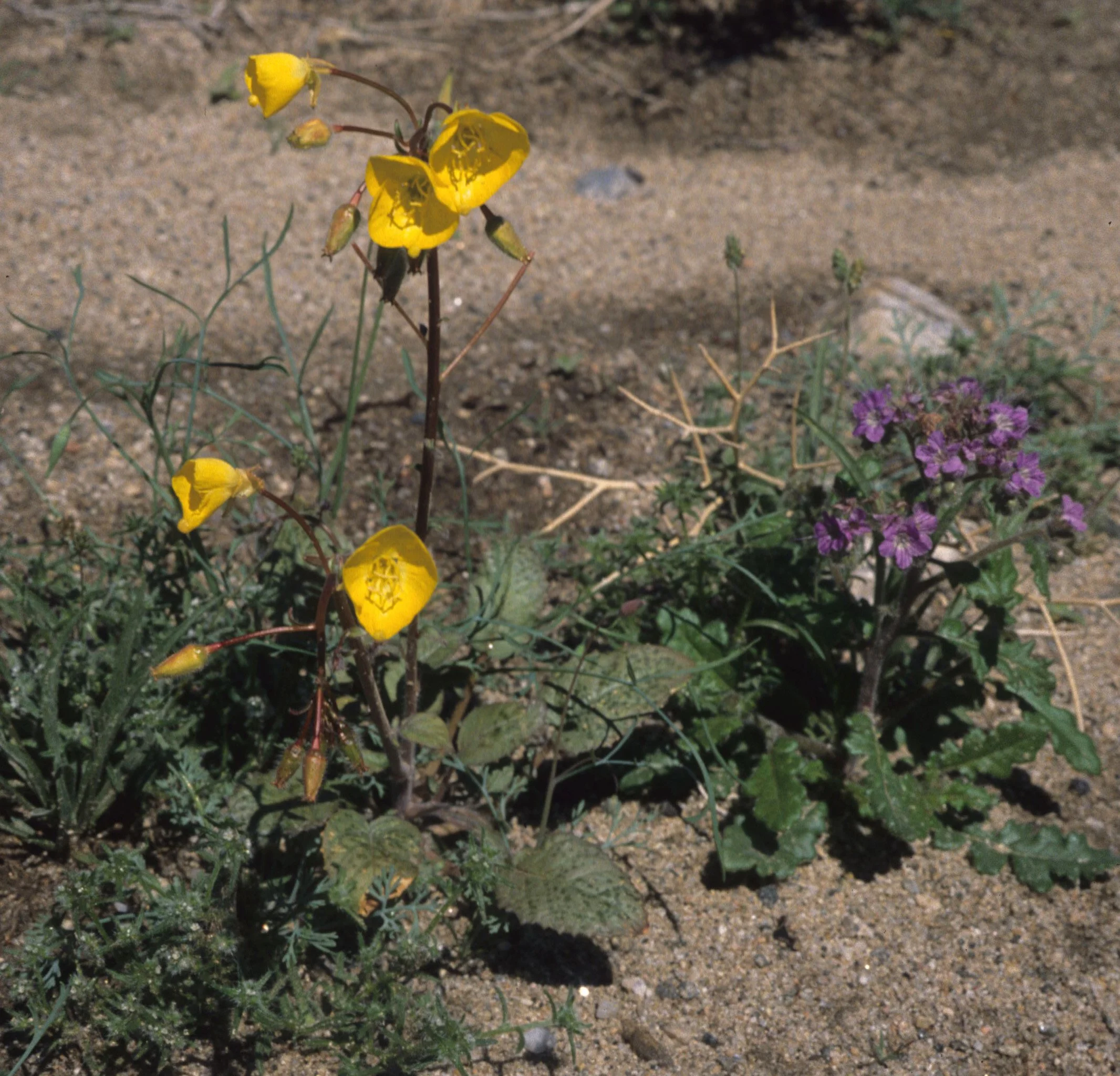 ANZA BORREGO - MALVACEAE - SPHAERALCEA PULCHELLA - DESERT MALLOW WITH PHACELIA.jpg