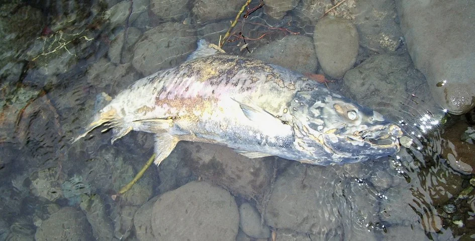 FISH - SALMON CARCASS ON DUNGENESS RIVER (6).jpg