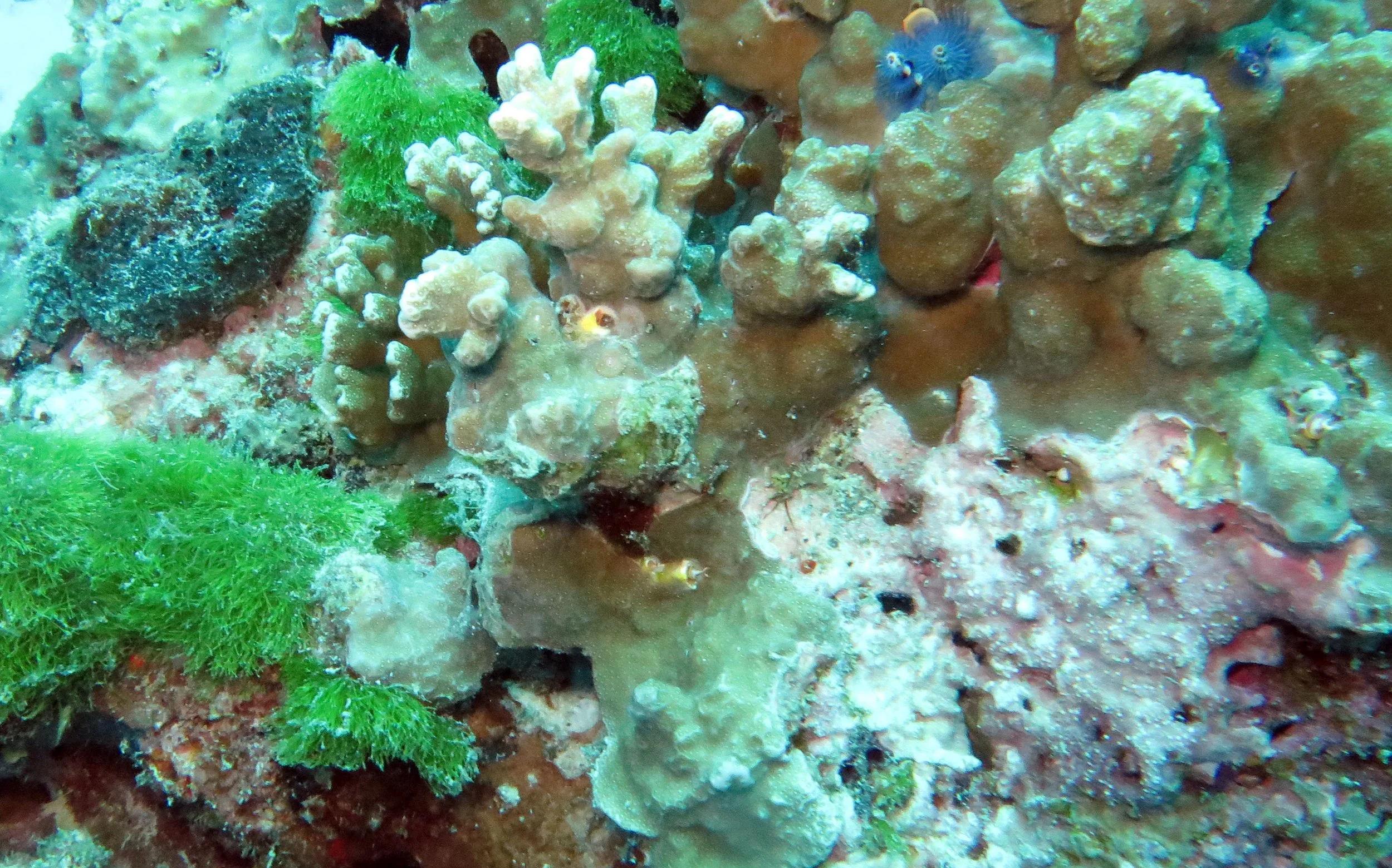 Coral - Hard Coral Species - Similans Thailand