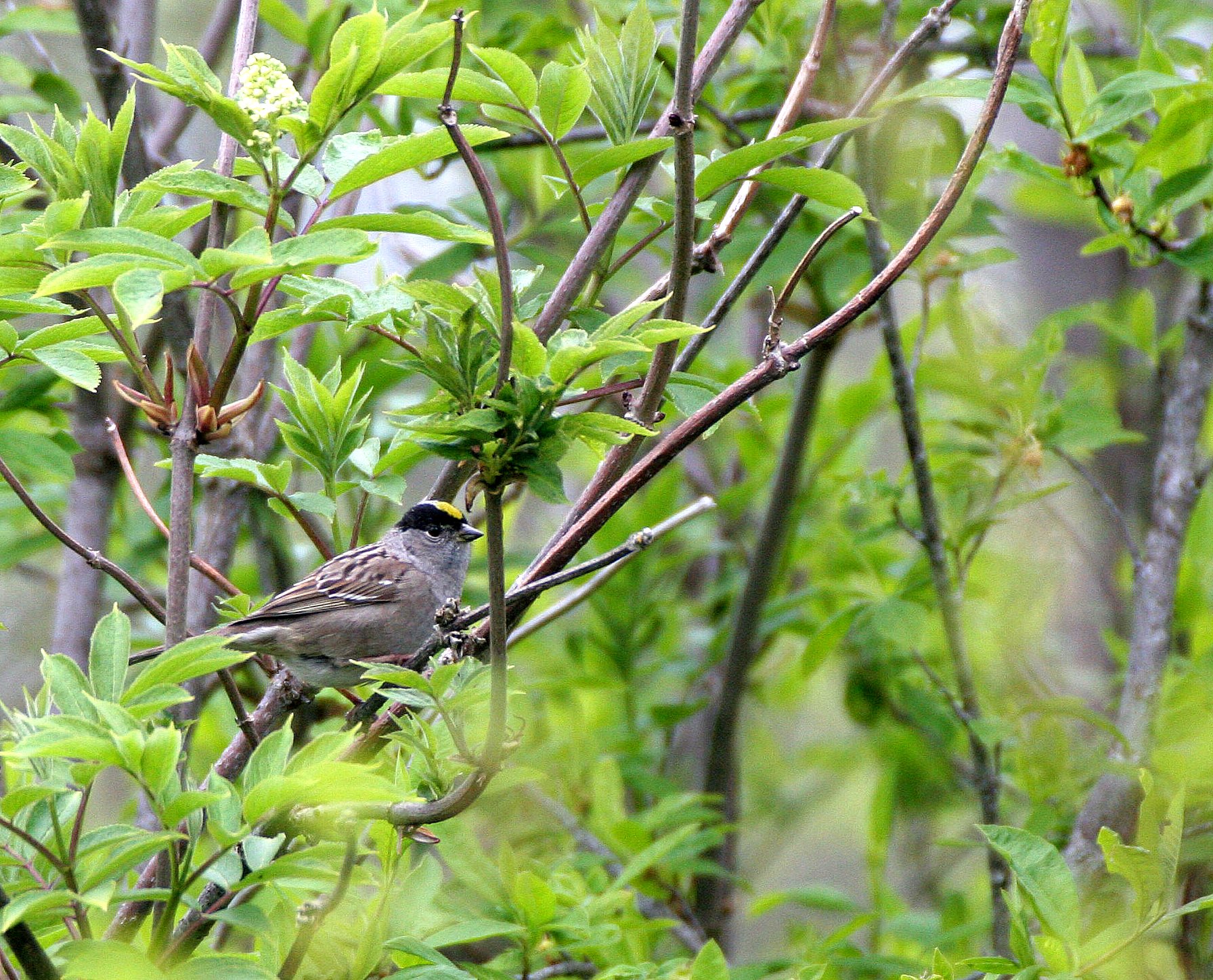Gold-crowned Sparrow ((Zonotrichia atricapilla) Lake Farm Trails Washington (3).JPG