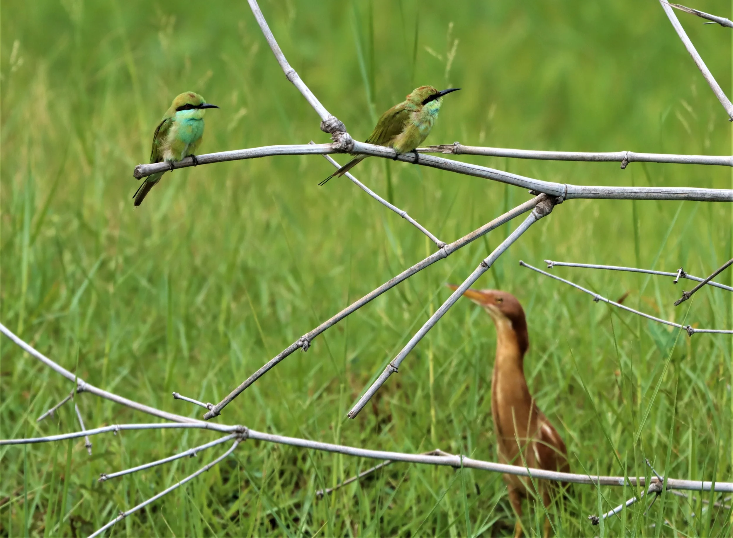 BITTERN - CINNAMON BITTERN (CHESTNUT BITTERN) - Ixobrychus cinnamomeus - BURIRAM HUAI CHORAKHE MAK (114).jpg