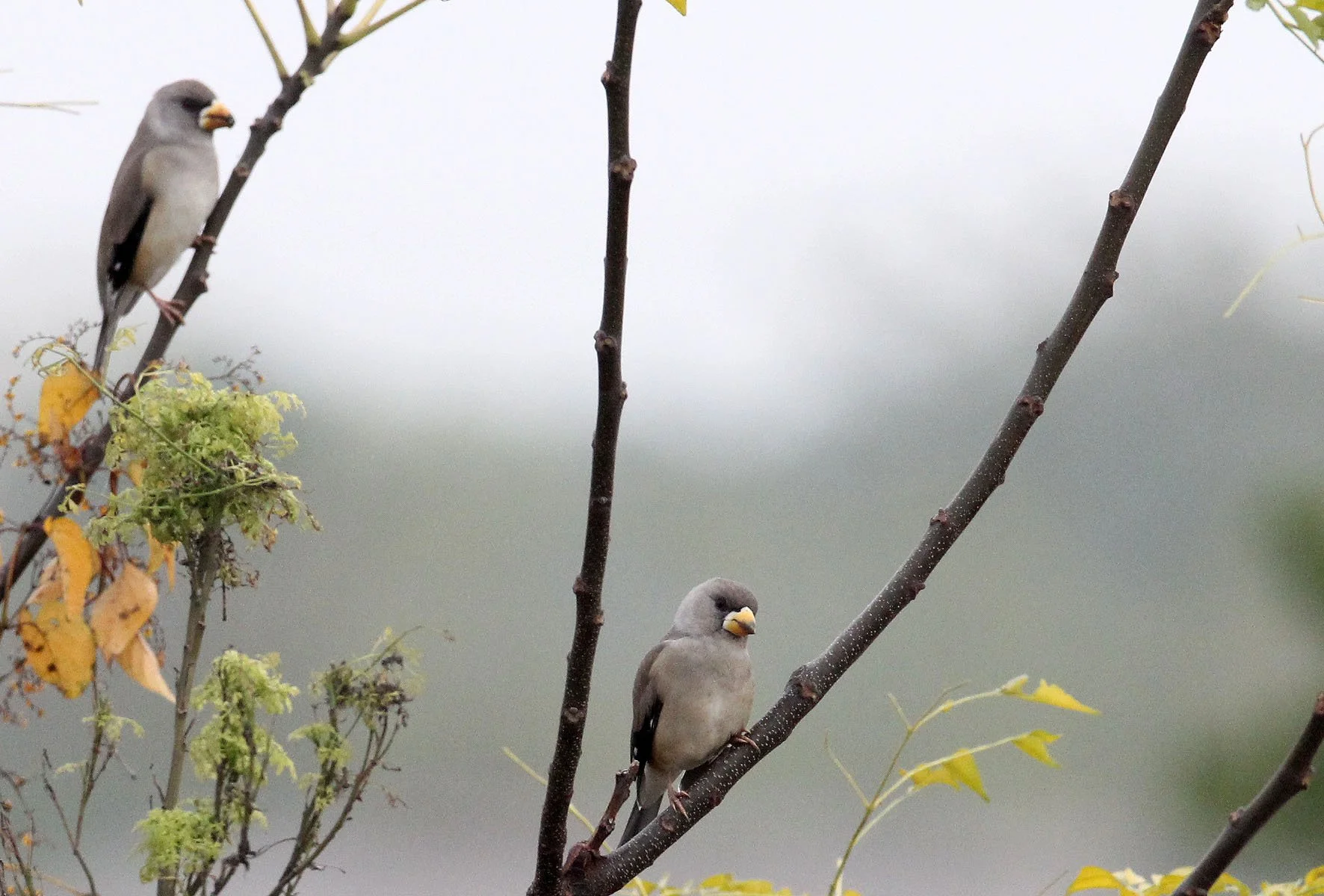 Chinese Grosbeak (Eophona migratoria) Nanji Hill Reserve, Poyang Lake, Jiangxi China (34).JPG
