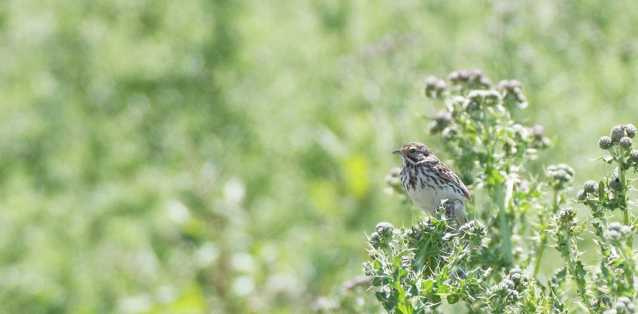Savannah Sparrow (Passerculus sandwichensis) Ridgefield NWR Washington (12).JPG