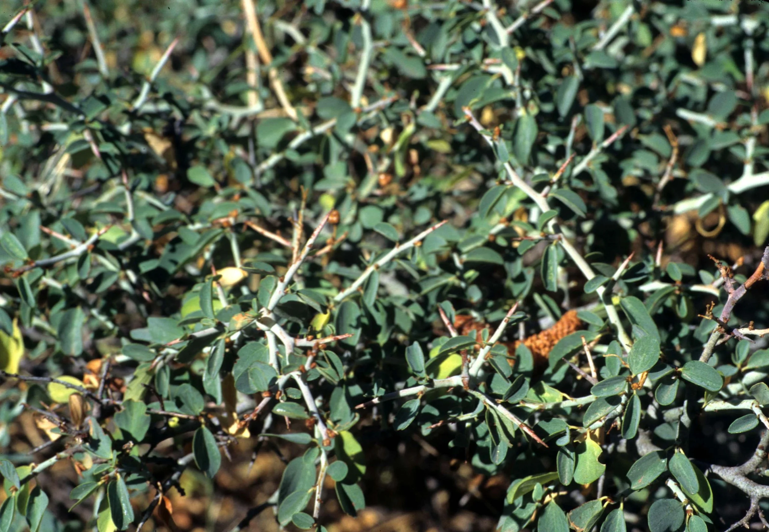 CALIFORNIA - SIERRA - PLANT SPECIES A (7).jpg