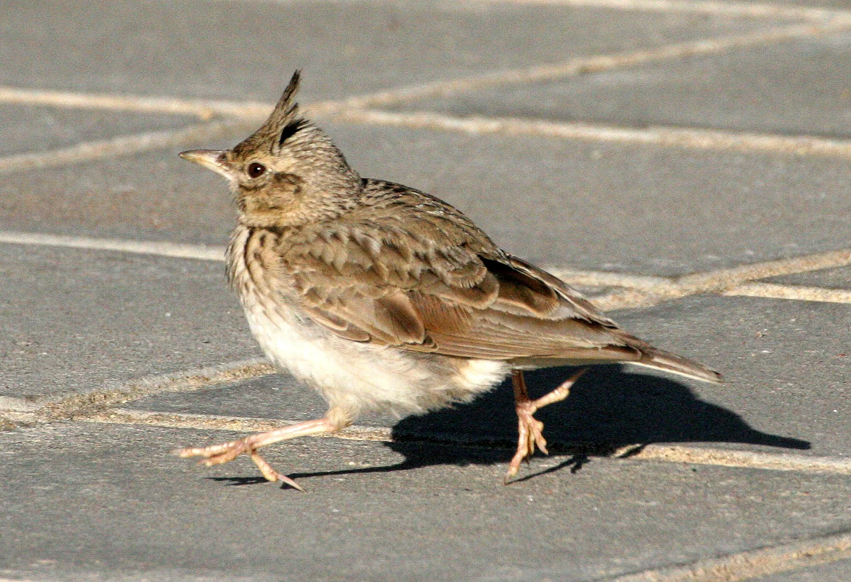 Skylark (Alauda arvensis) Inari Finland (2).jpg