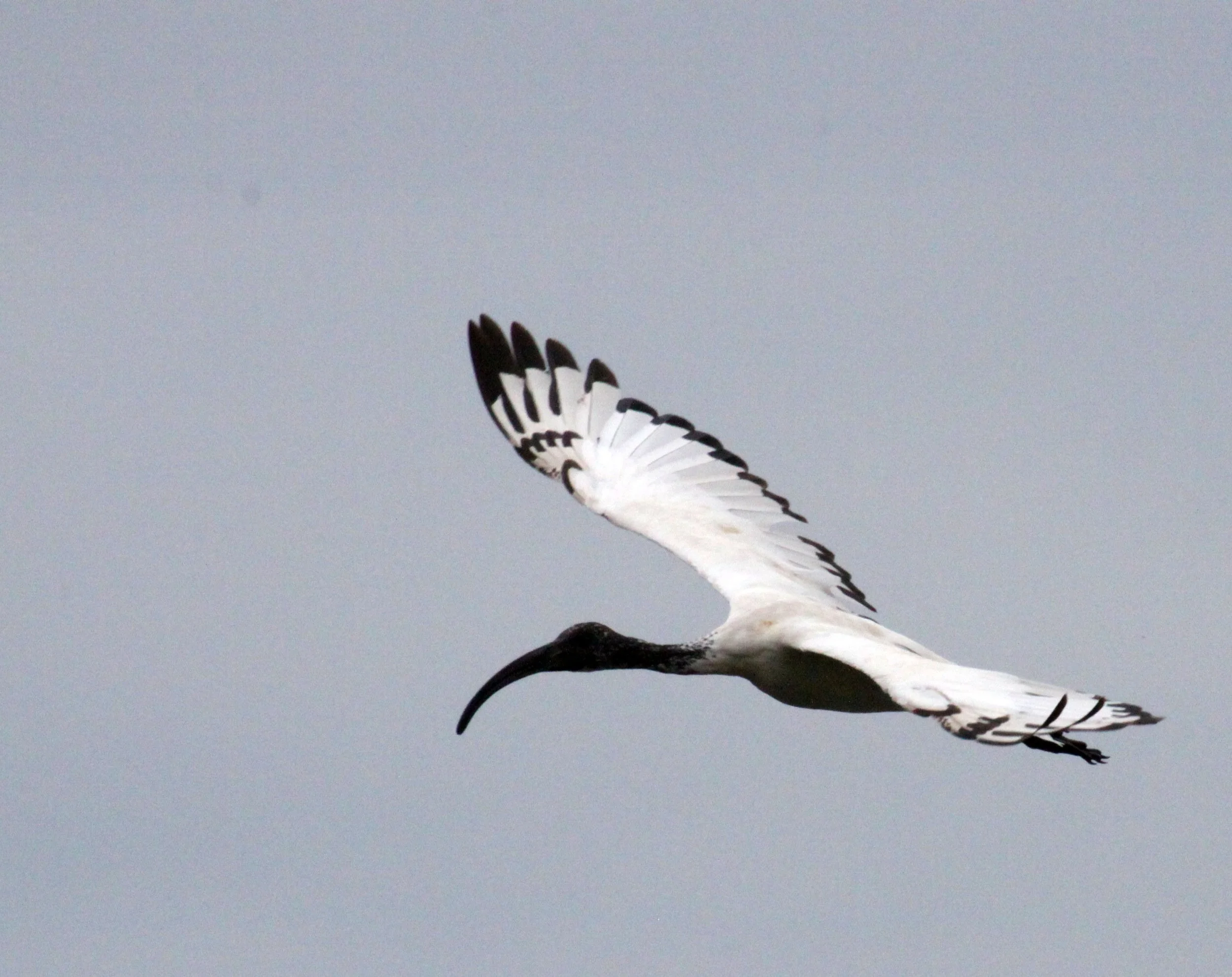 IBIS - AFRICAN SACRED IBIS - Threskiornis aethiopicus - LAKE AWASSA ETHIOPIA (9).JPG
