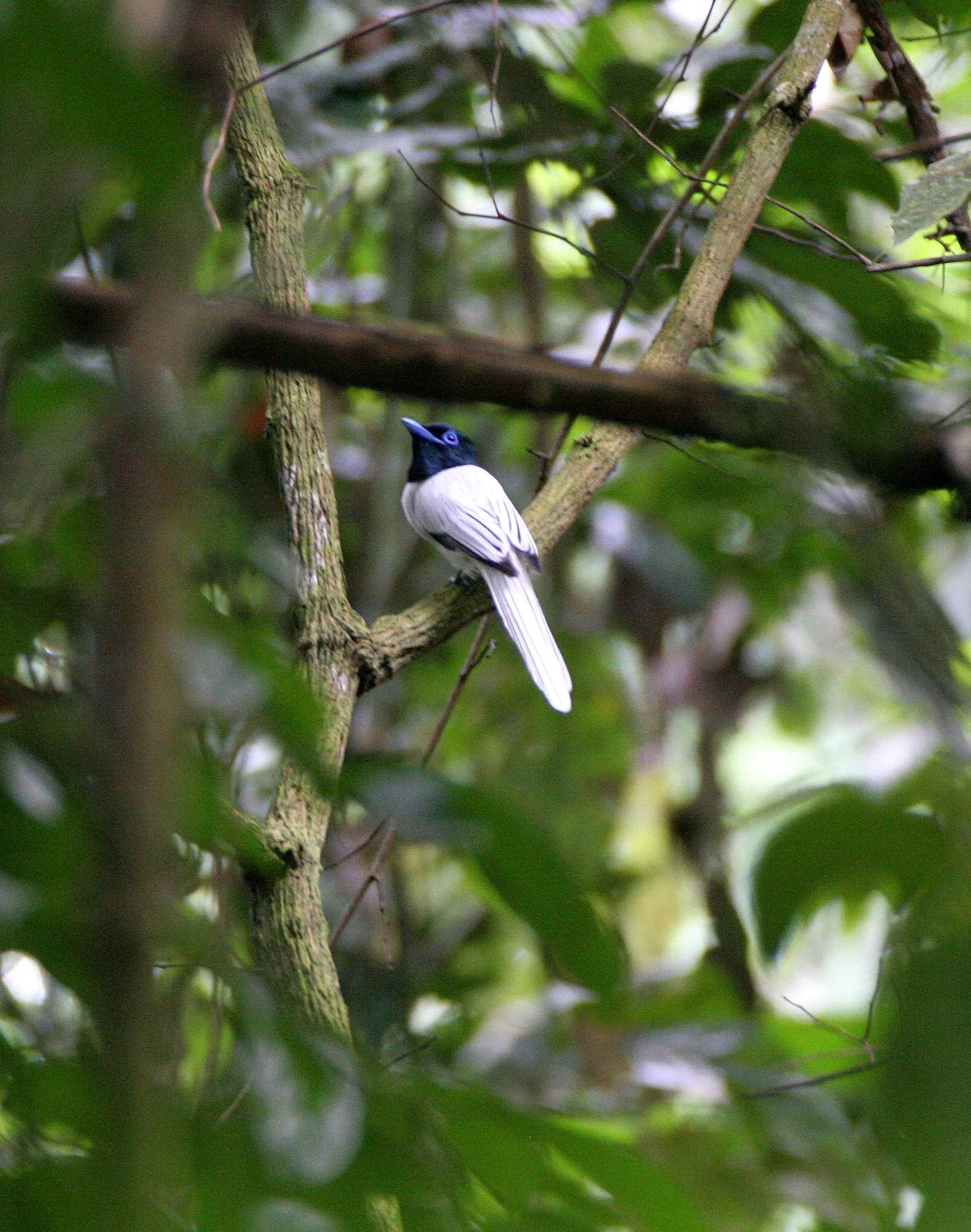 Blyth's Paradise-Flycatcher (Terpsiphone affinis) Gamontong Cave, Sabah Malaysia