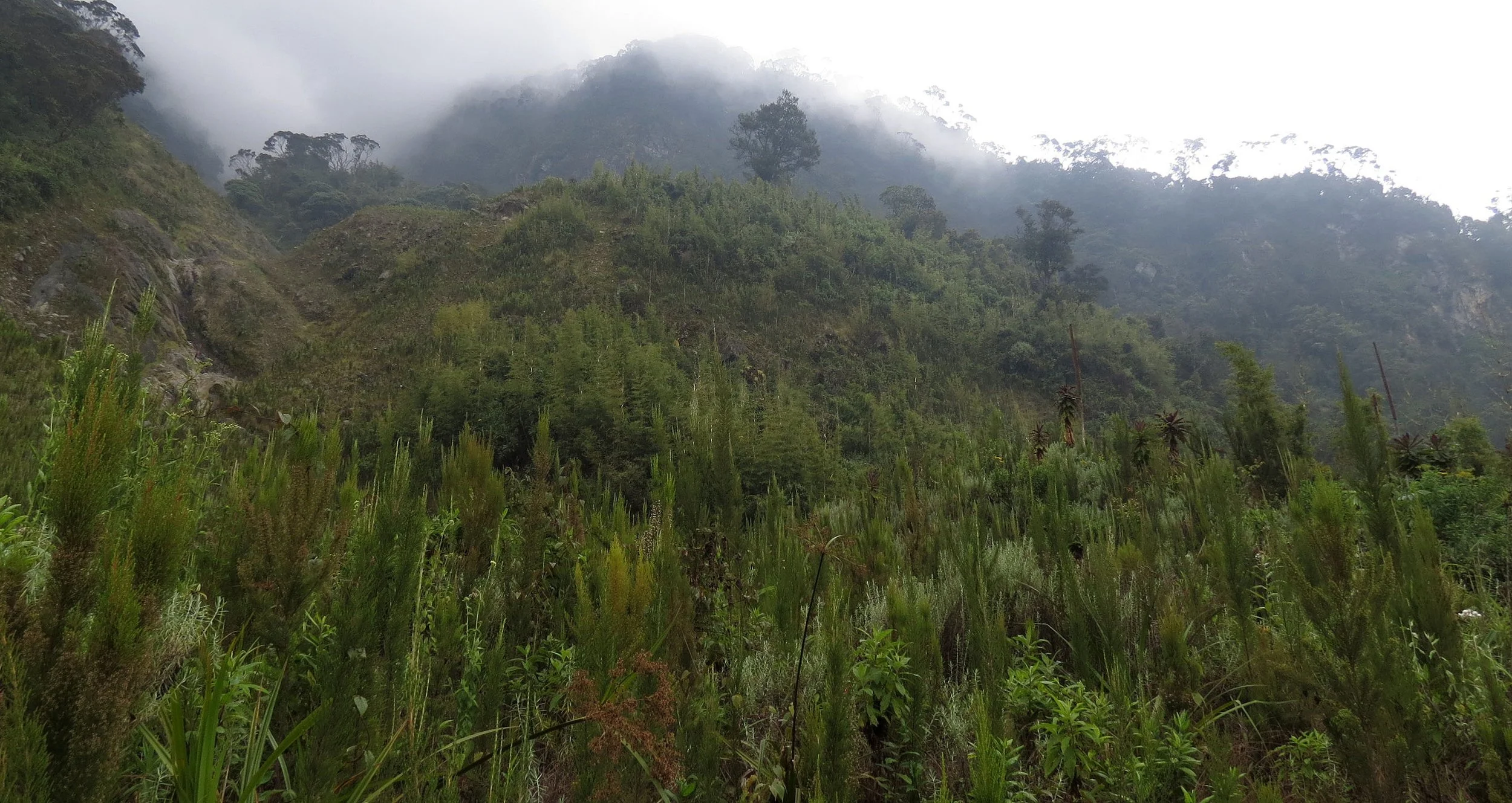RWENZORI NATIONAL PARK UGANDA (277).JPG