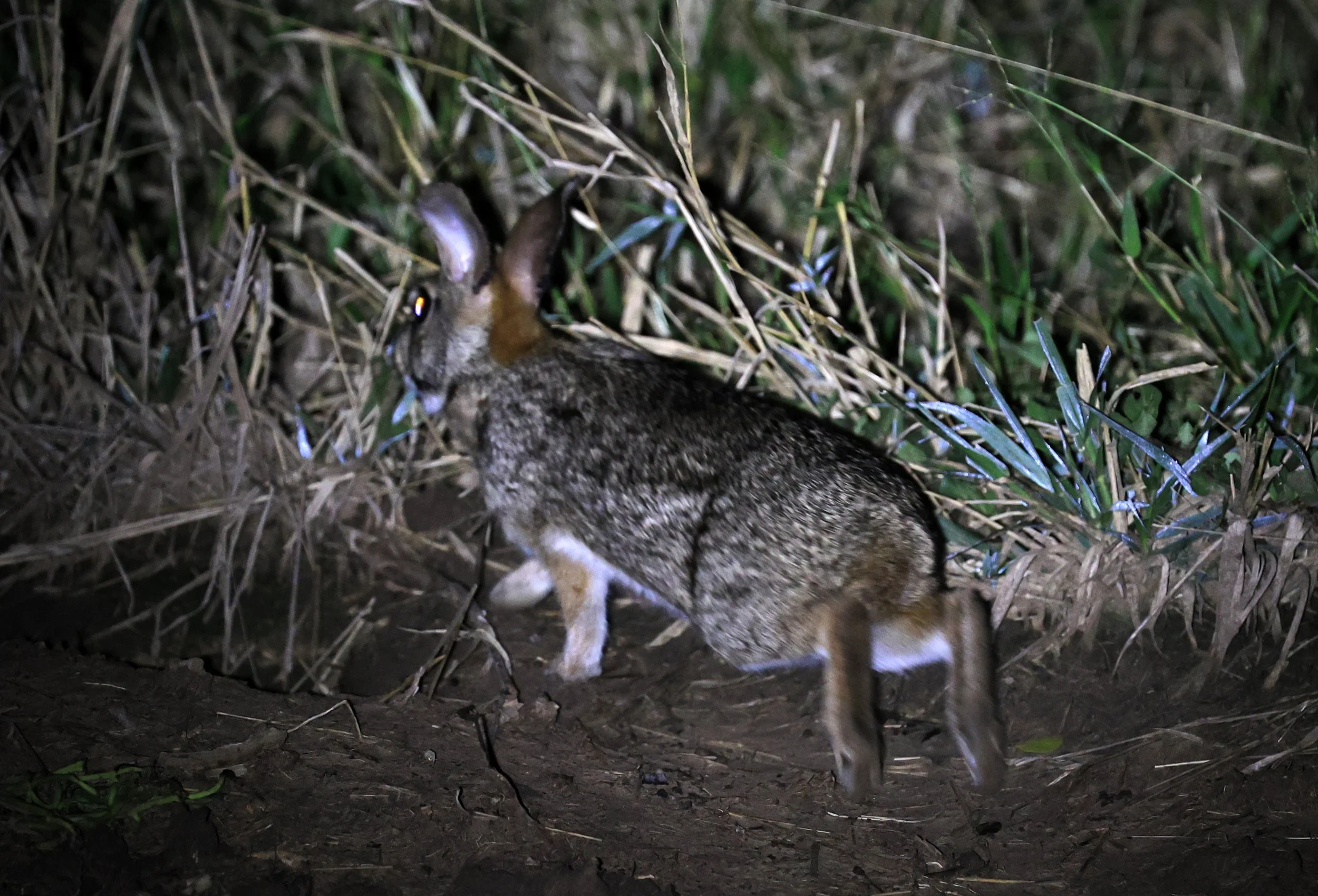 Tapeti (Sylvilagus brasiliensis) Chaco Lodge & Laguna Salada Paraguay (9).jpg