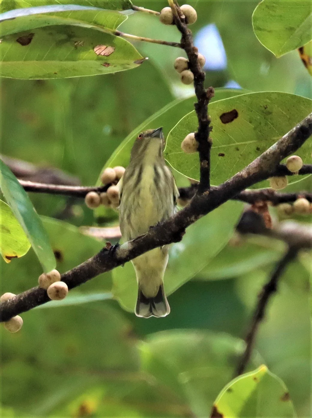 FLOWERPECKER - THICK-BILLED FLOWERPECKER - Dicaeum agile - KAENG KRACHAN - GIFTS SHOTS (8).jpg