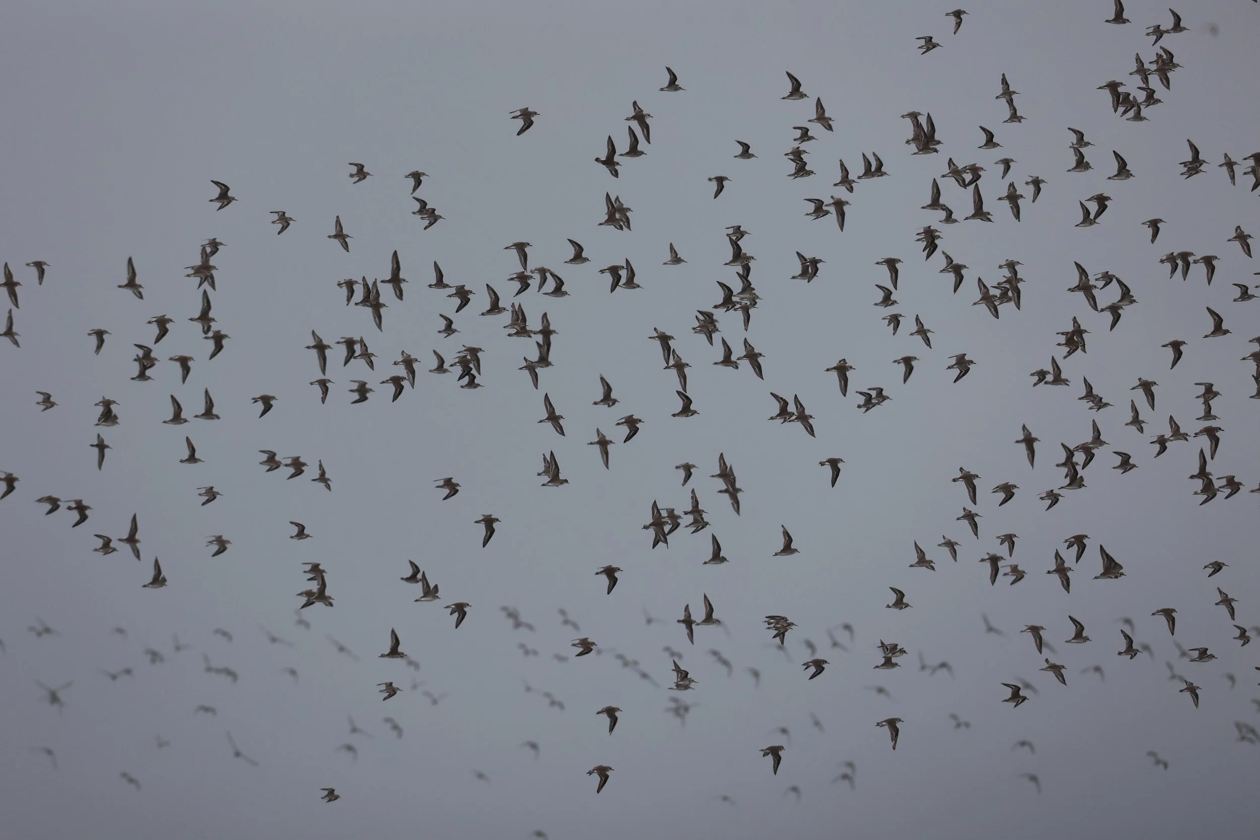 PLOVER - GREATER SAND-PLOVER - Charadrius leschenaultii - LESSER SP, CURLEW, BROADBILL SP PAK THALE OCTOBER 2 (8).JPG