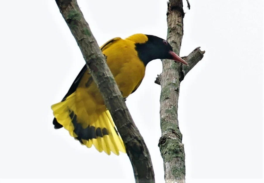 Black-hooded Oriole (Oriolus xanthornus) Baan Maka Nature Resort Petchaburi Thailand (11).jpg