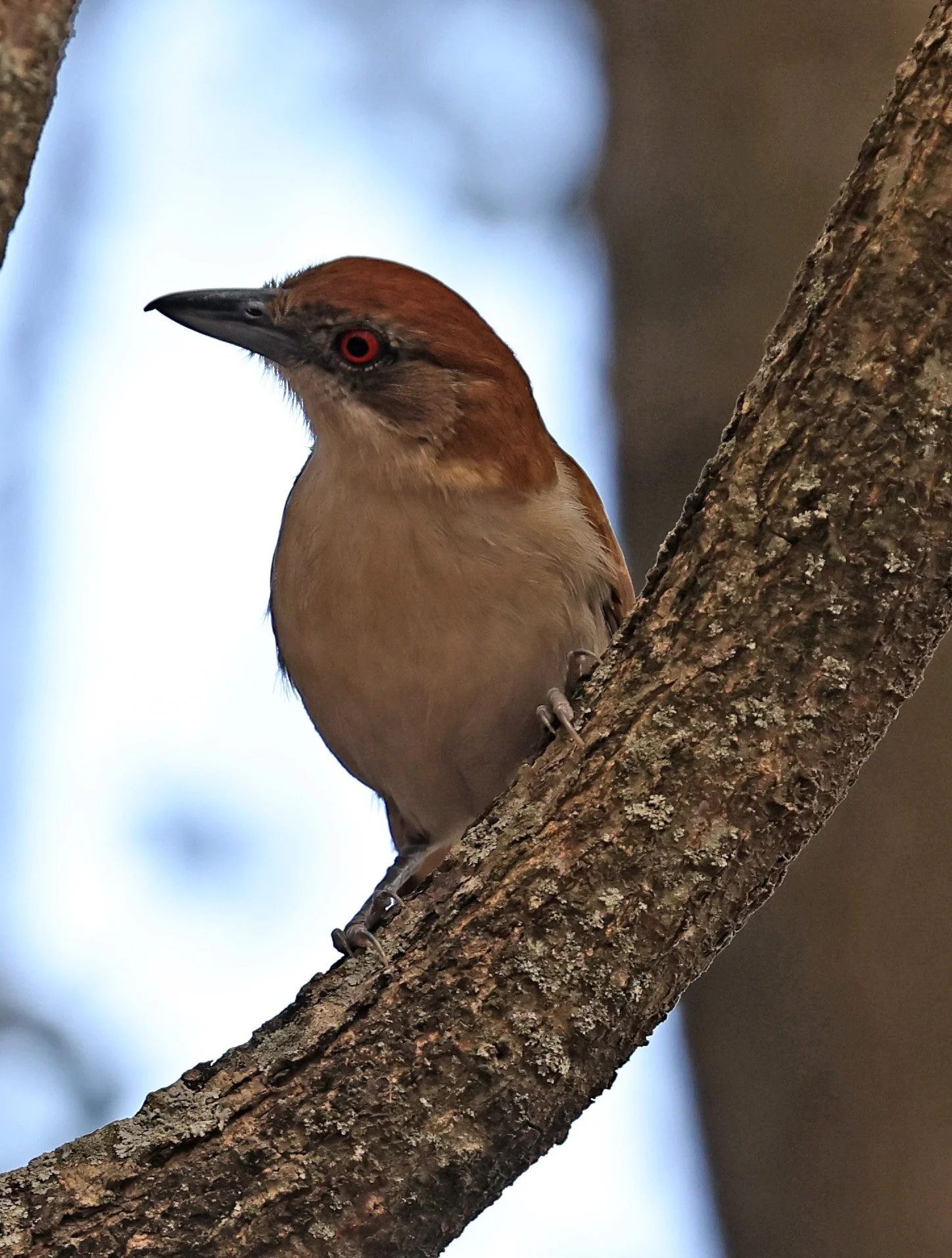 Great Antshrike (Taraba major) Hotel Campestre Iparoma Paraguay (24).jpg