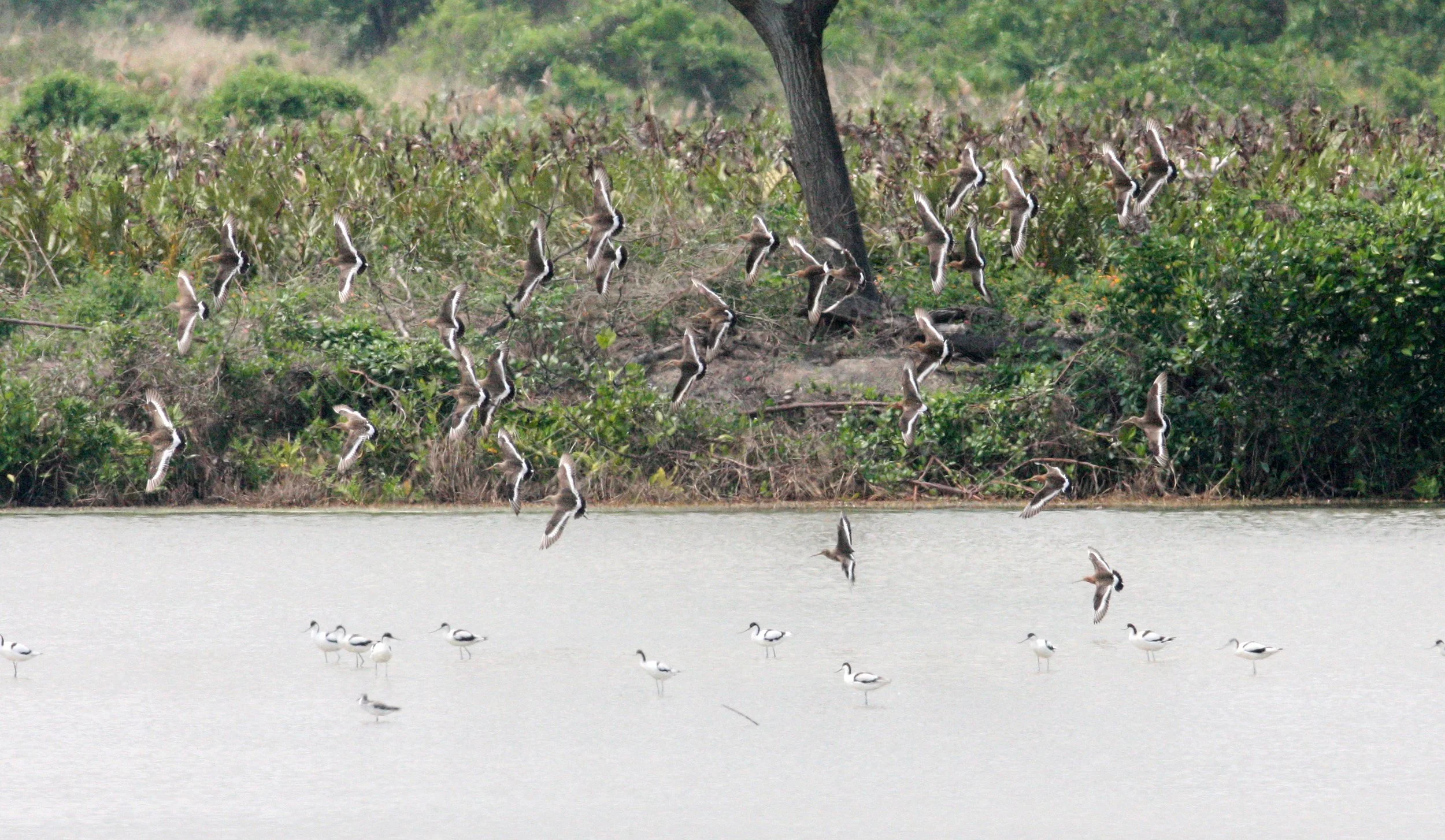 BIRD - GODWIT - BLACK-TAILED GODWIT - MAI PO WETLANDS HONG KONG (29).JPG