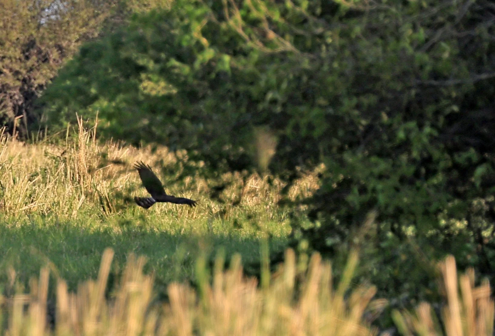Crane Hawk (Geranospiza caerulescens) Chaco Lodge & Laguna Salada Paraguay (no gallery - only one image)