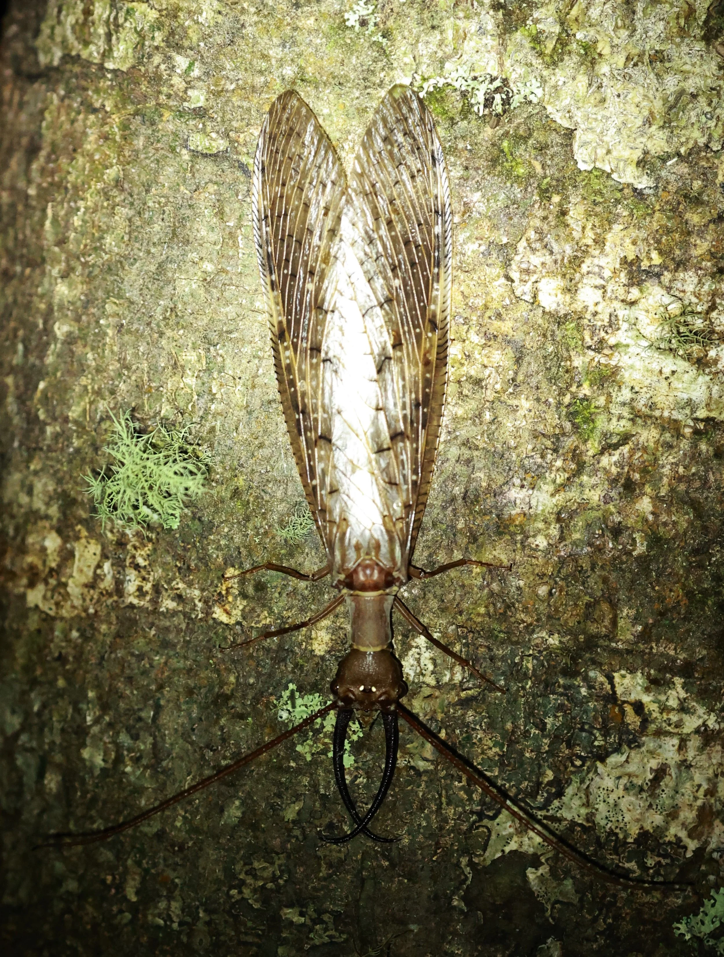 Dobsonfly - San Isidro Lodge, Ecuador  (5).jpg