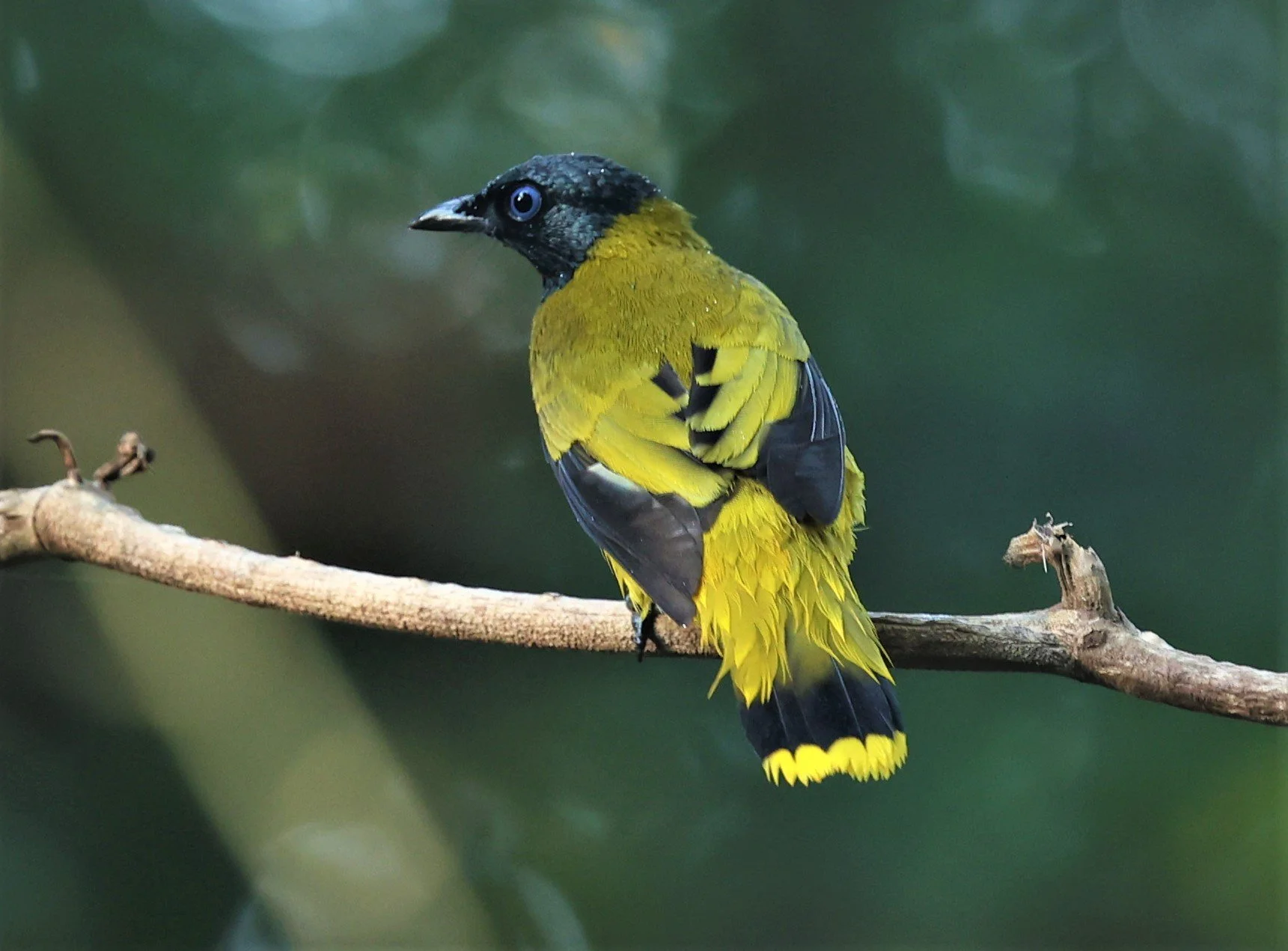 BULBUL - BLACK HEADED BULBUL - Pycnonotus atriceps - WAT THAM PRATHUM CHONBURI JAN 30 2022 (61).jpg