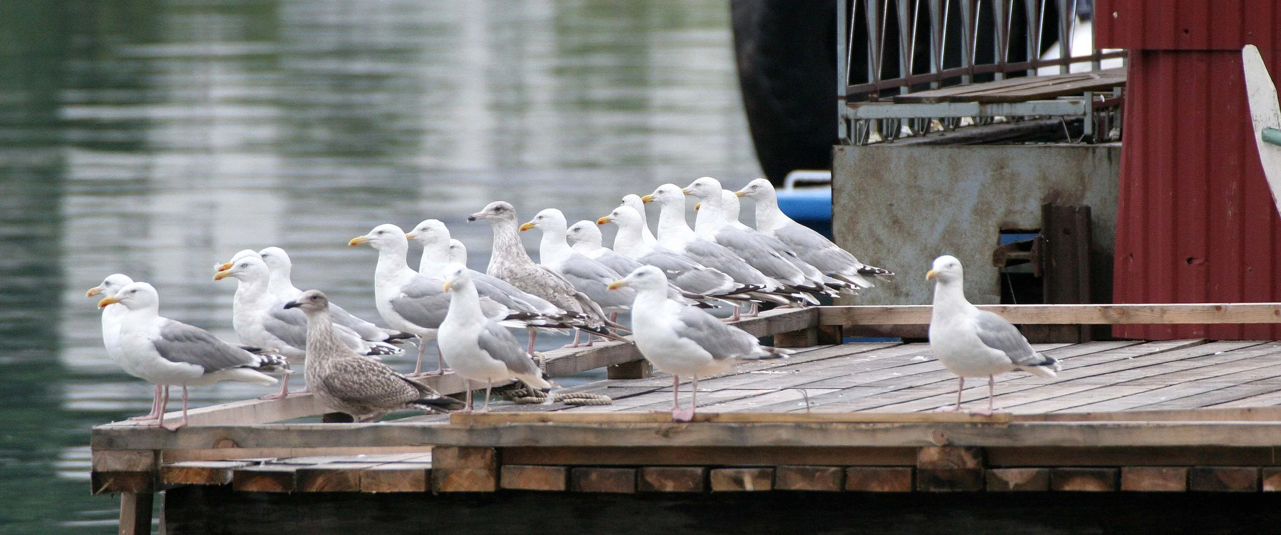 BIRD - GULL - HERRING - NORWAY FJORDS.jpg