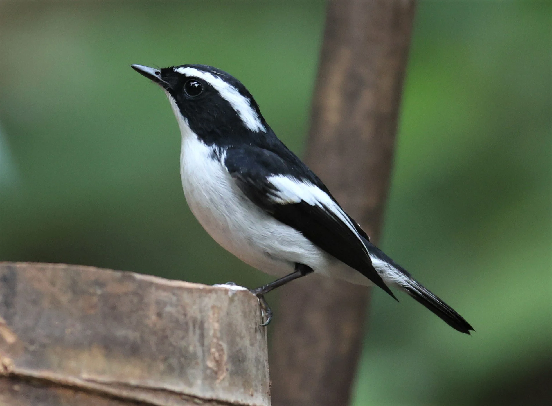 FLYCATCHER - LITTLE PIED FLYCATCHER - Ficedula westermanni - DOI INTHANON NP CHIANG MAI, DEC 2021 (25).JPG