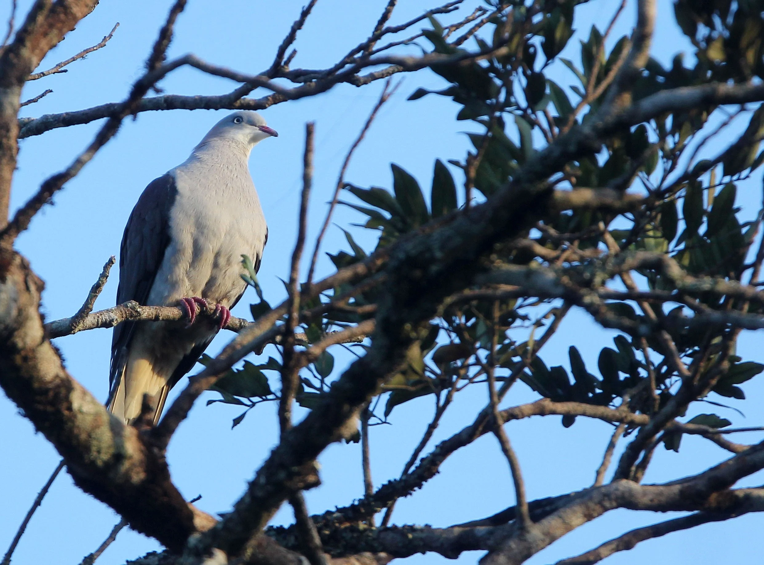 Mountain Imperial-Pigeon (Ducula badia) Kaeng Krachan Phanoen Thung