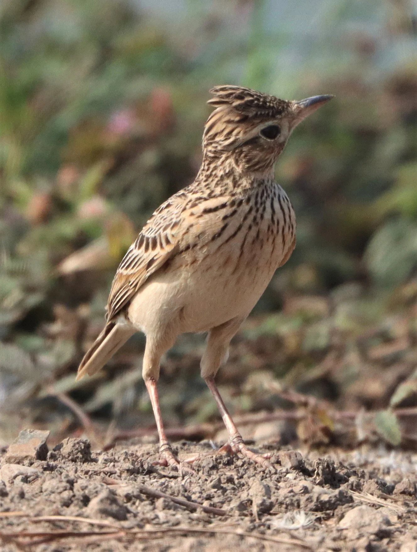 Oriental Skylark (Alauda gulgula) Bang Khaem Wetlands Nakhon Pathom (8).jpg